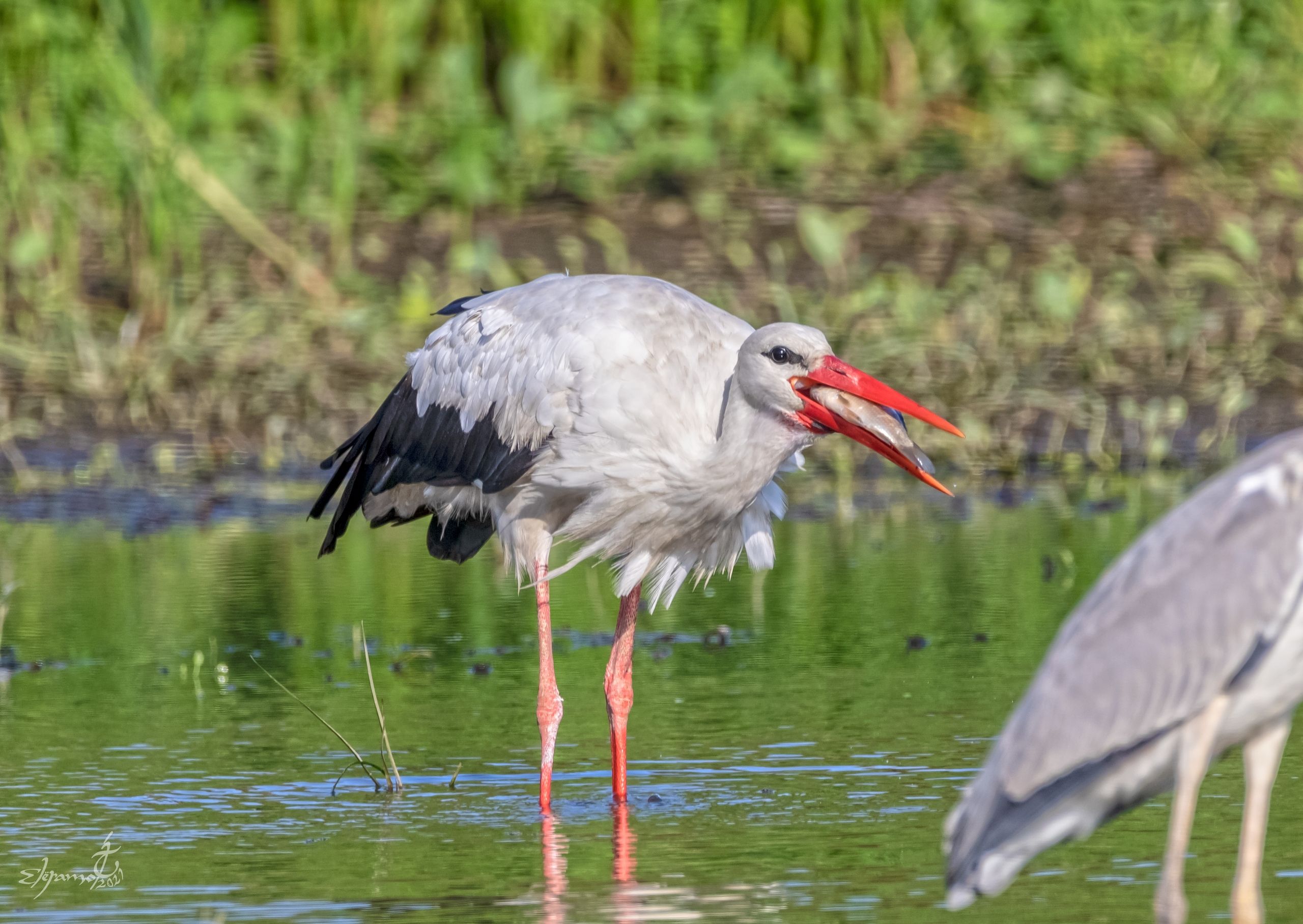Большому куску и рот радуется