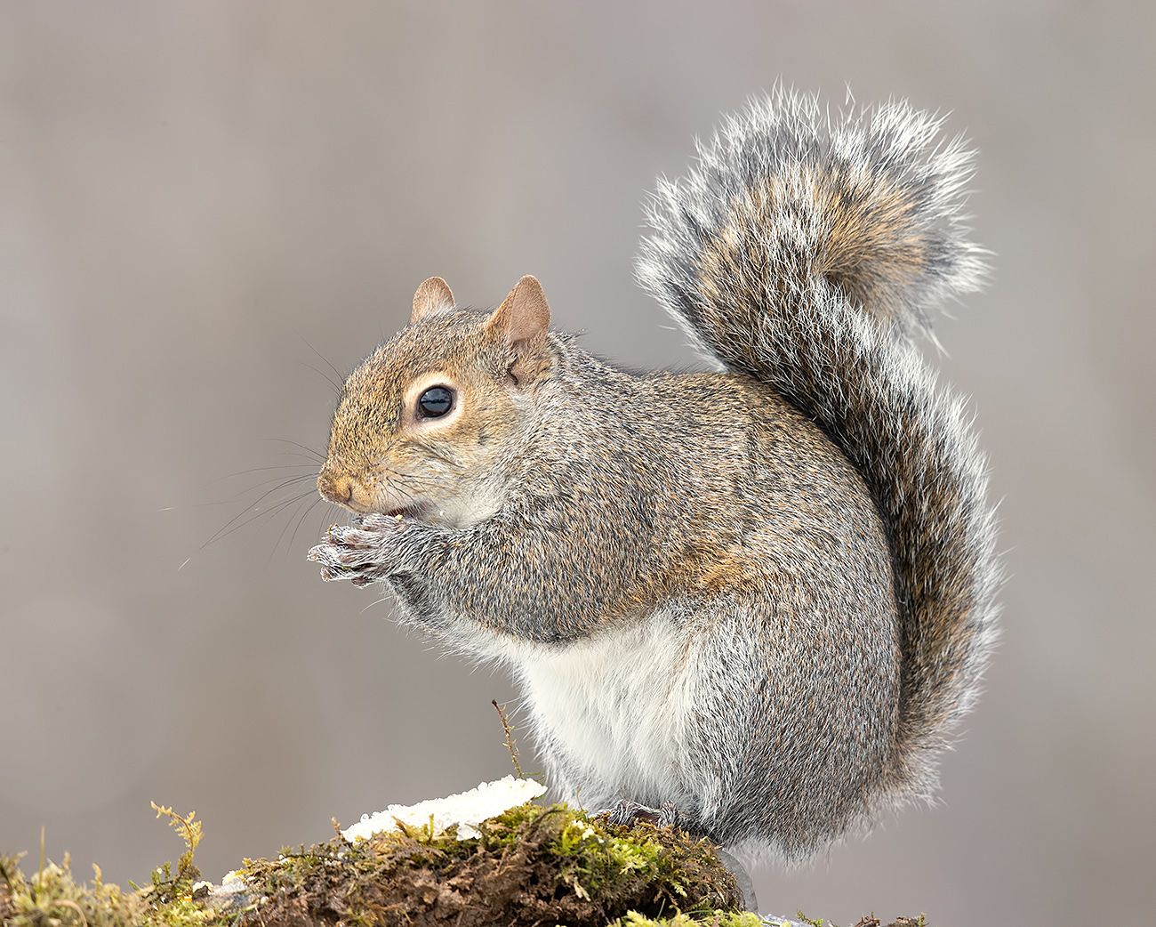 Gray squirrel