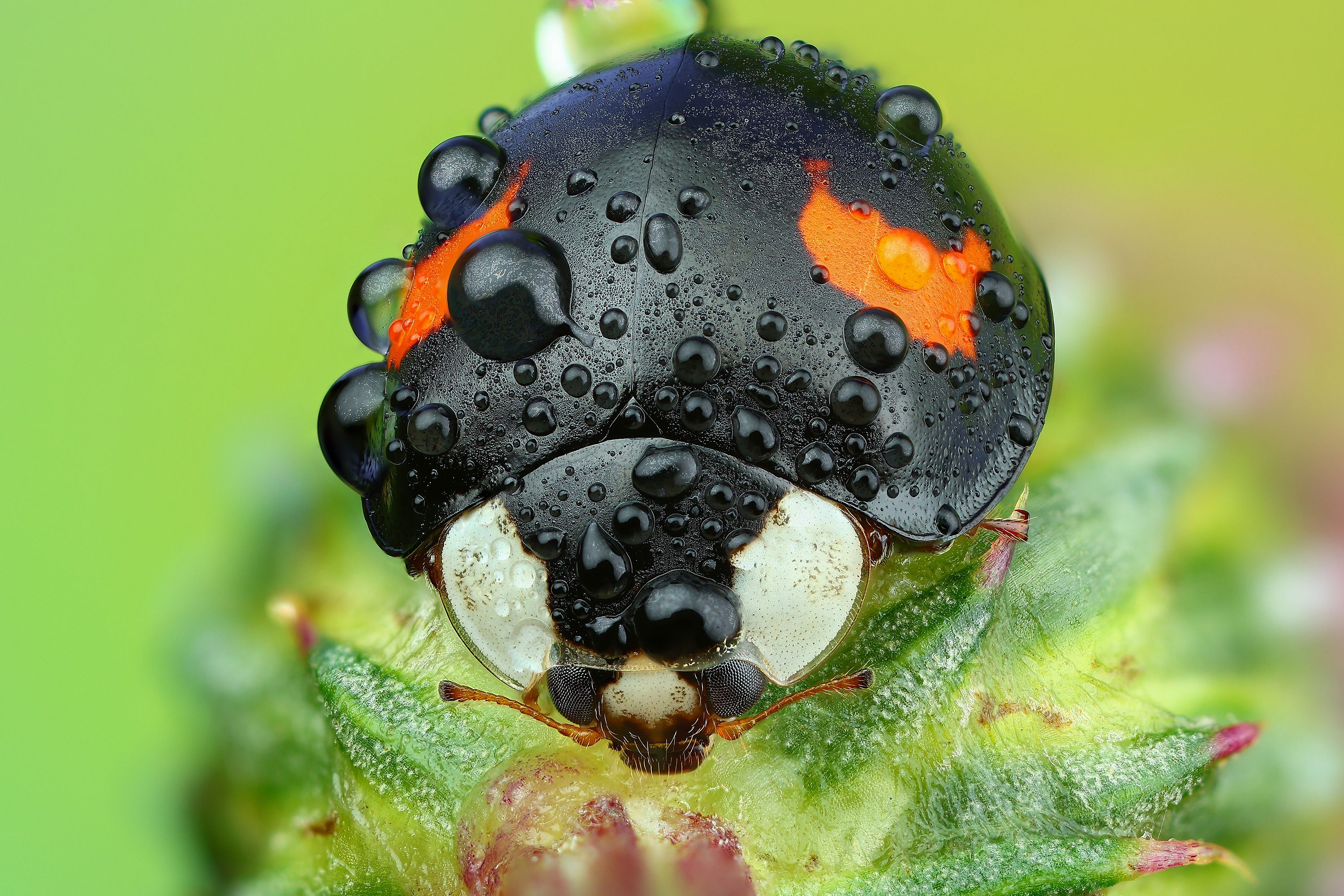 Божья коровка