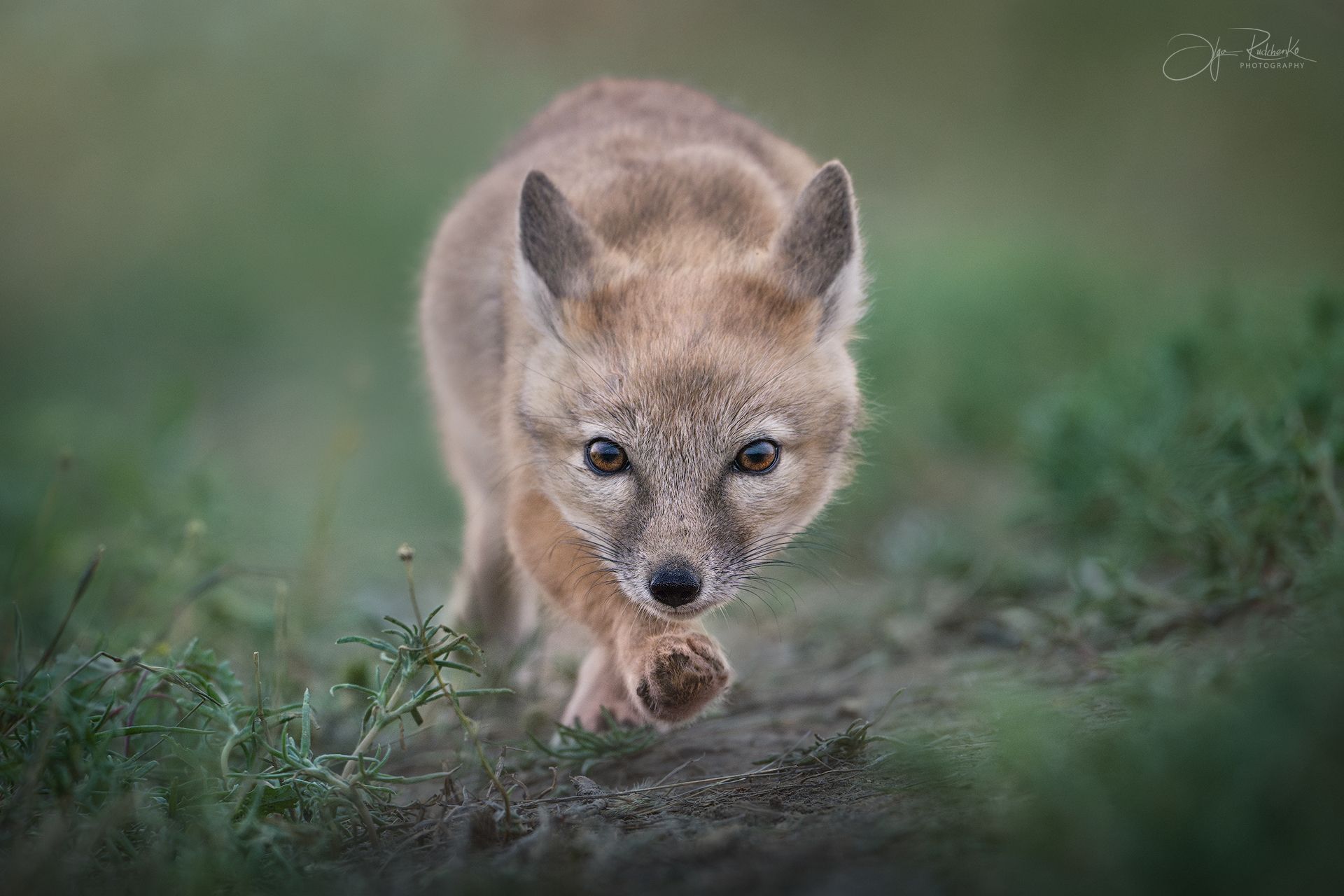 Юный охотник