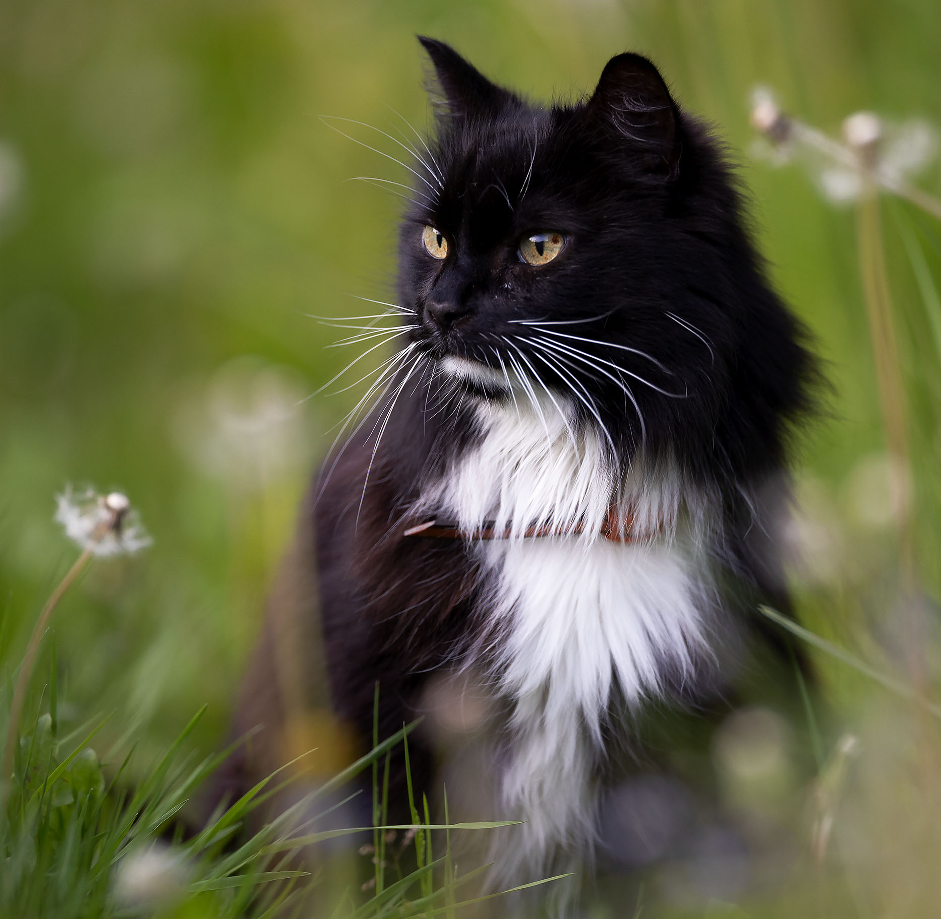 1749821838-6a211f9319fb53dc05eeff032ea7f