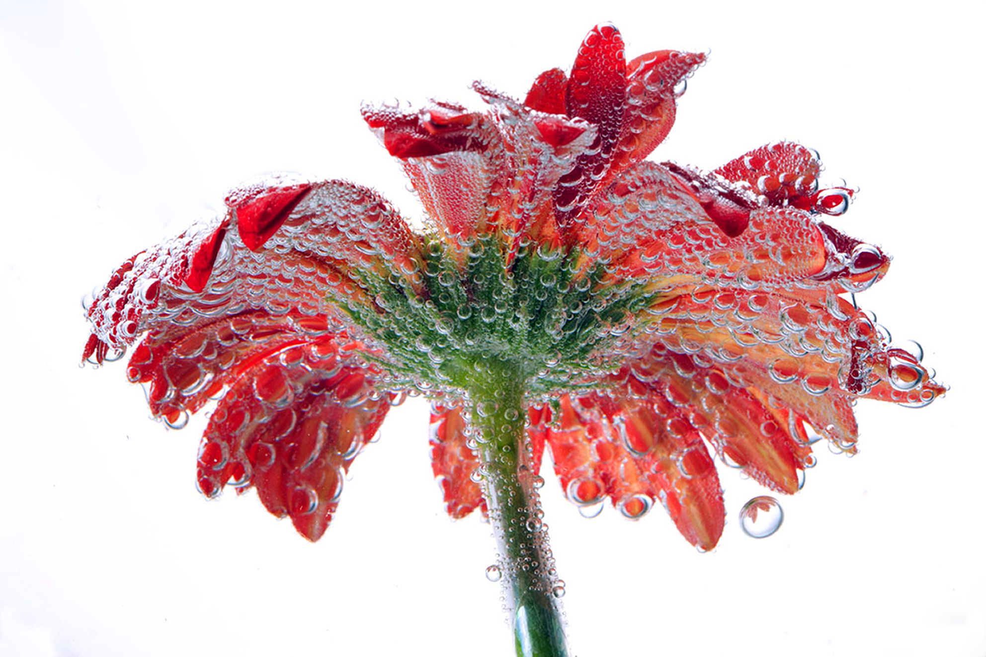 Натюрморт с цветком