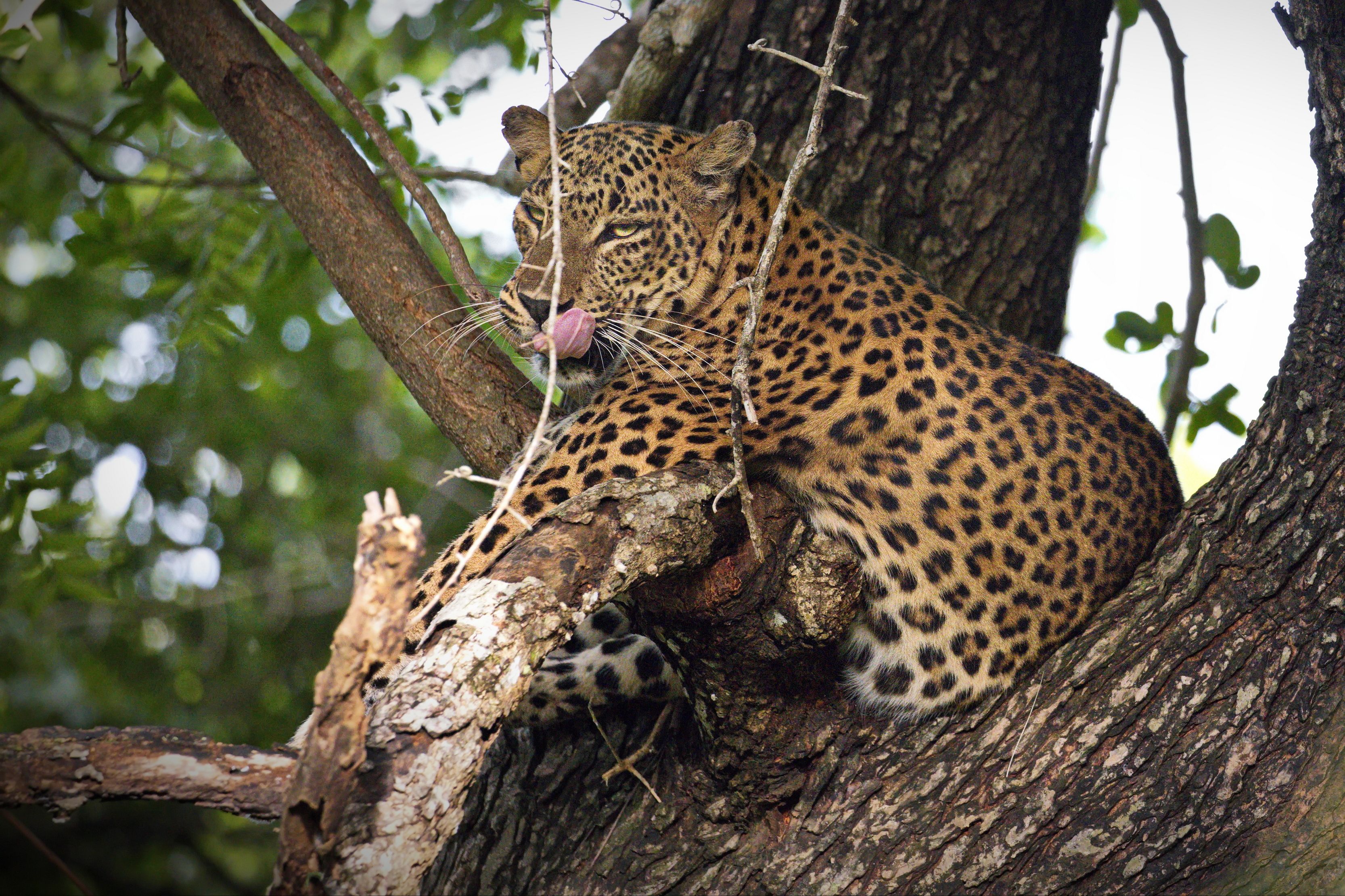 Довольный кот