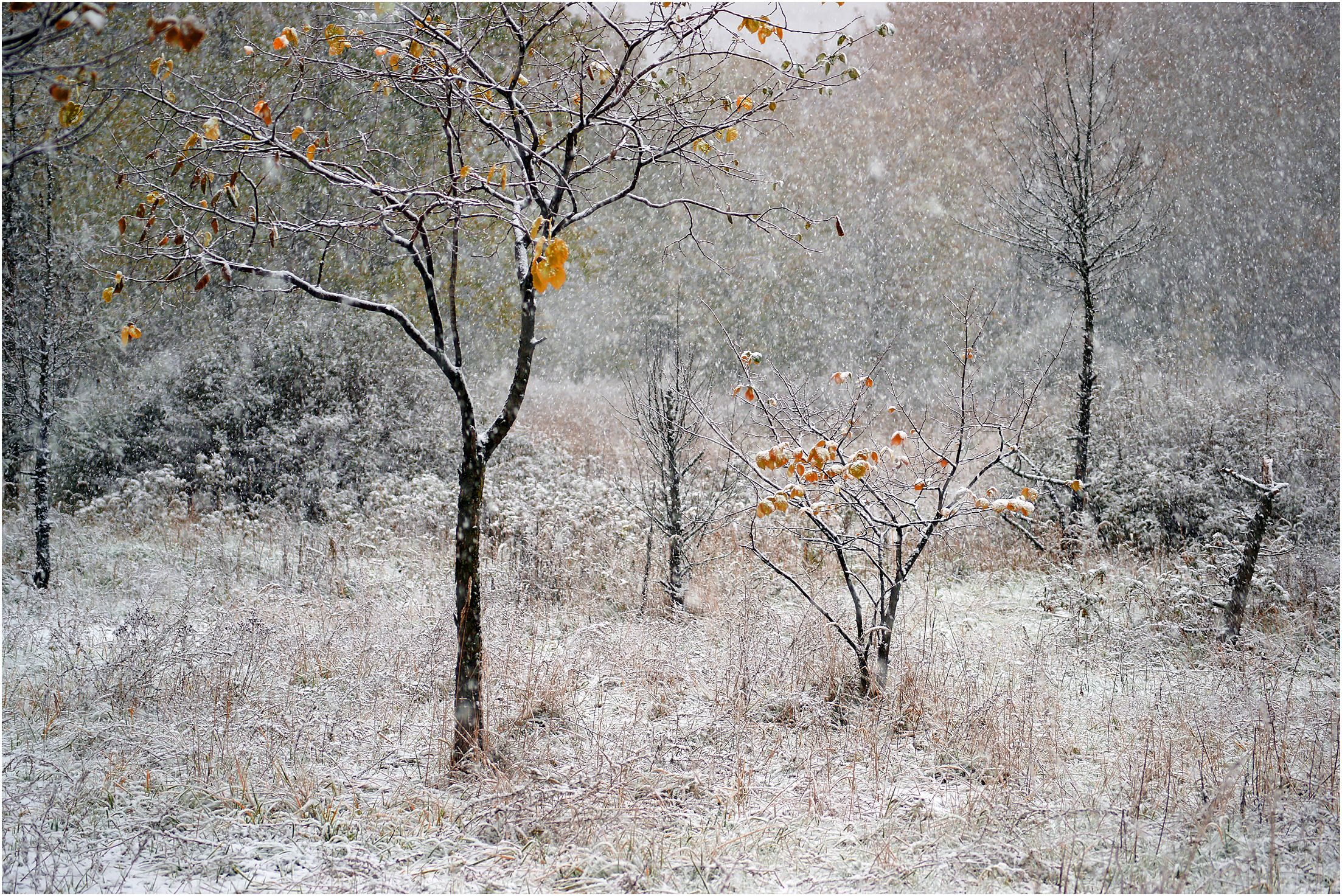 Первый снежок (1)