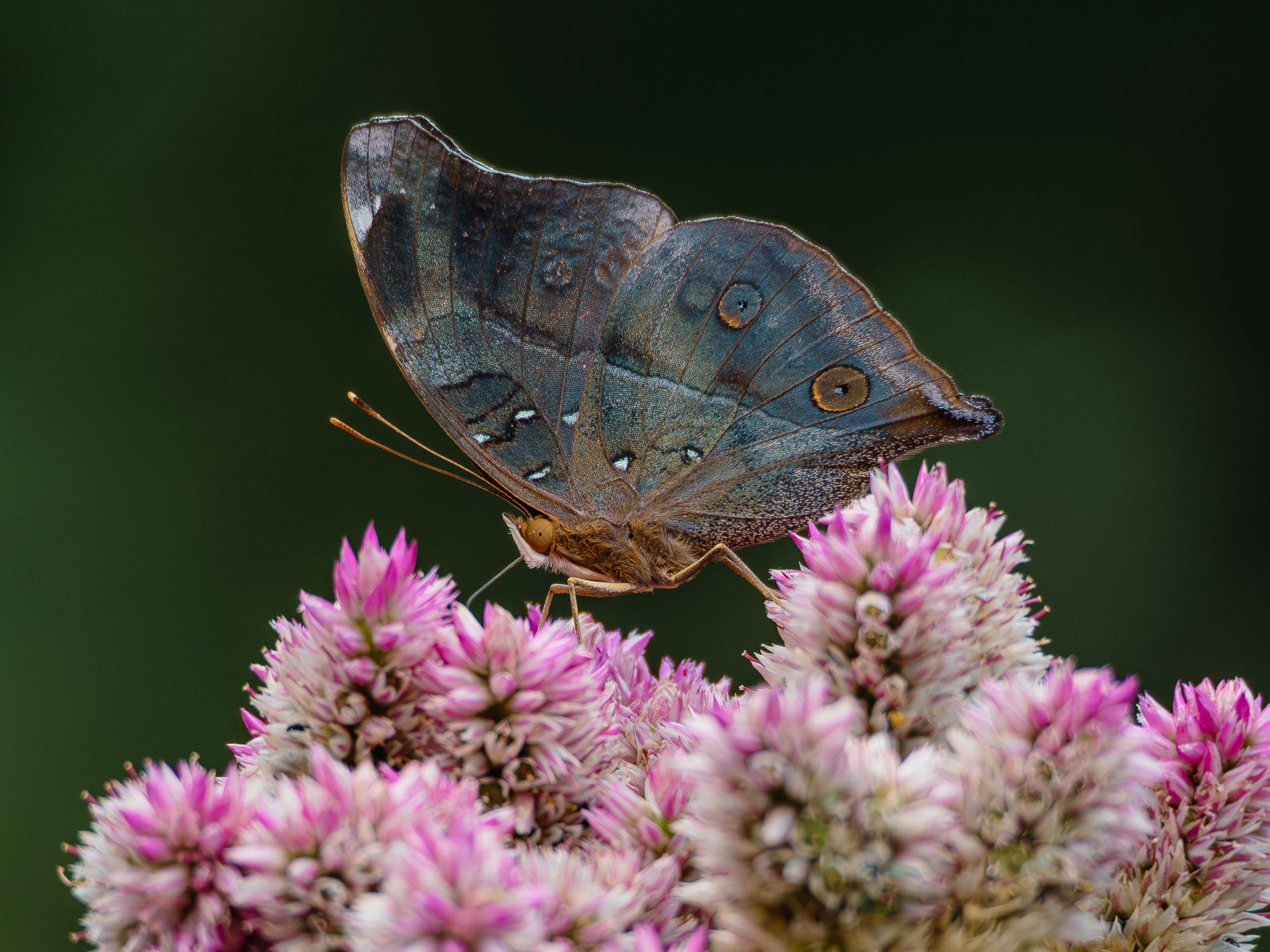 А бабочка крылышками...