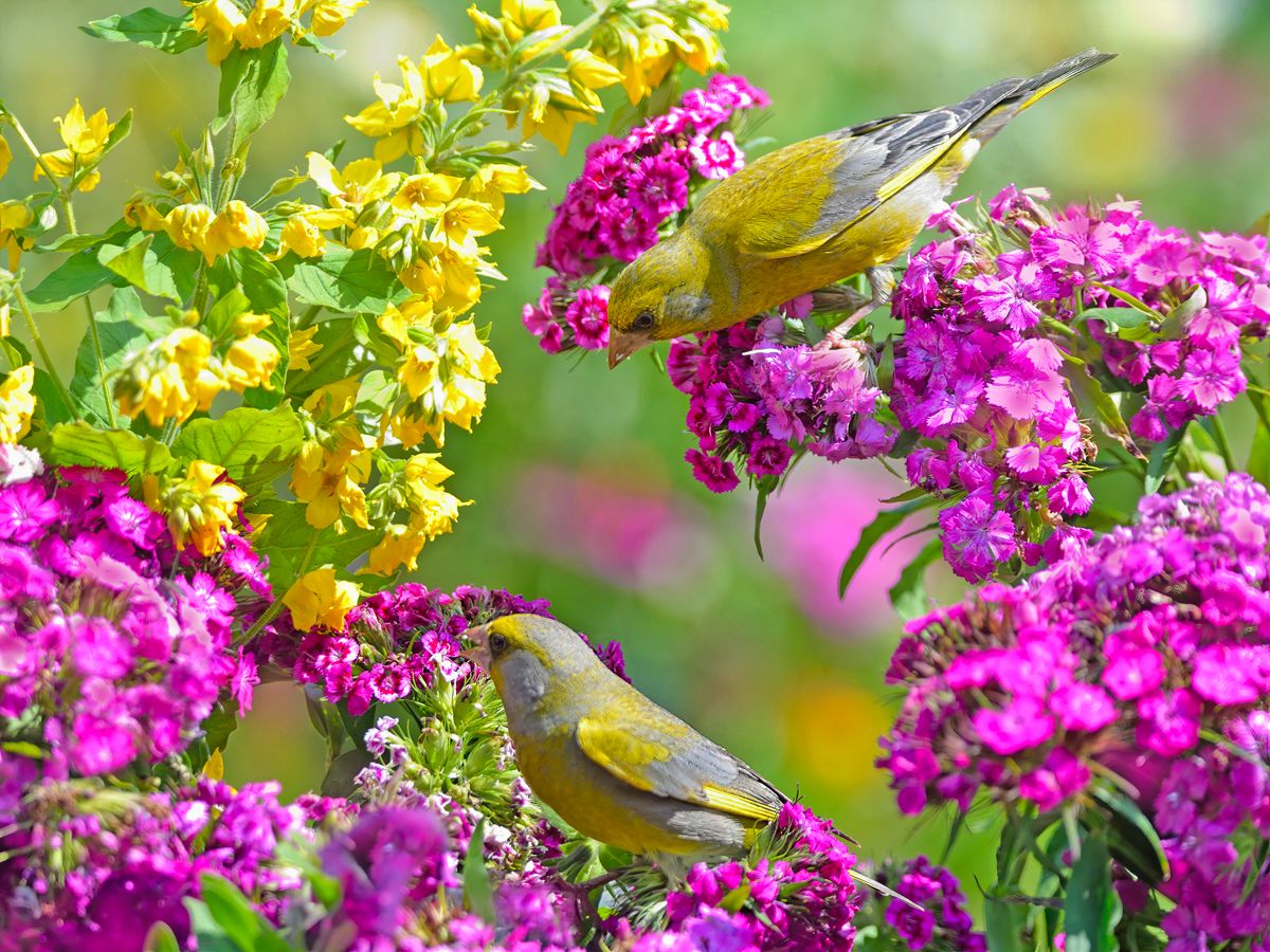 Цветы и птицы