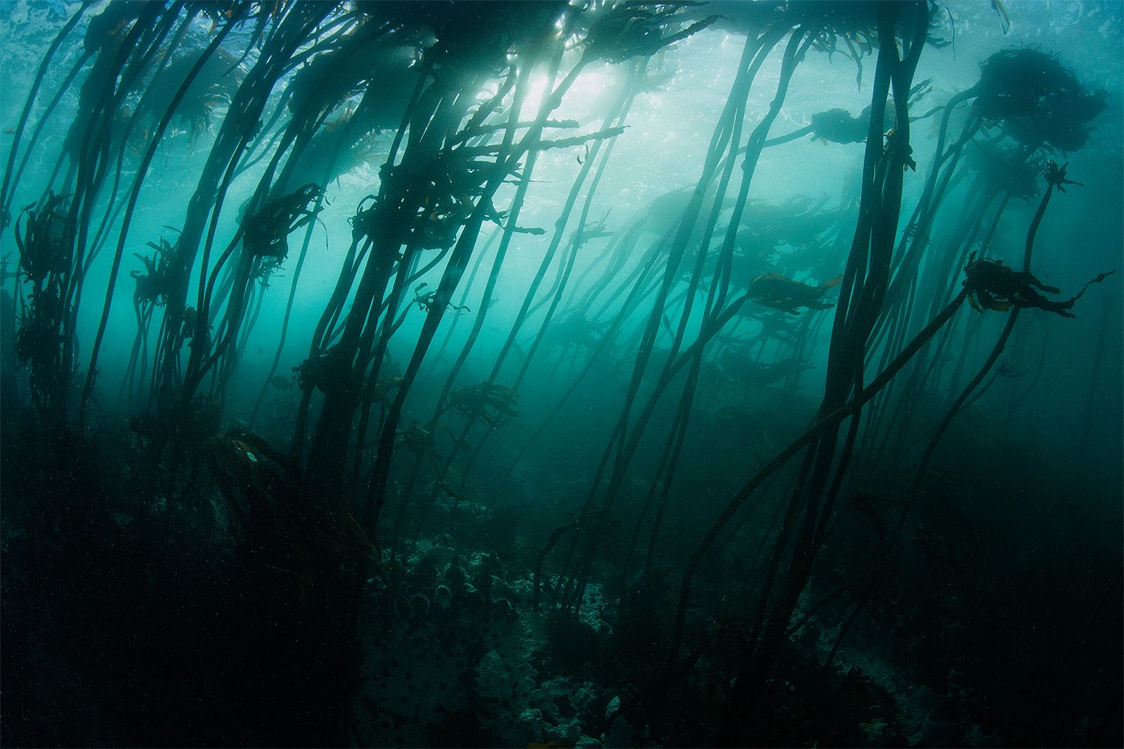 Подводный лес