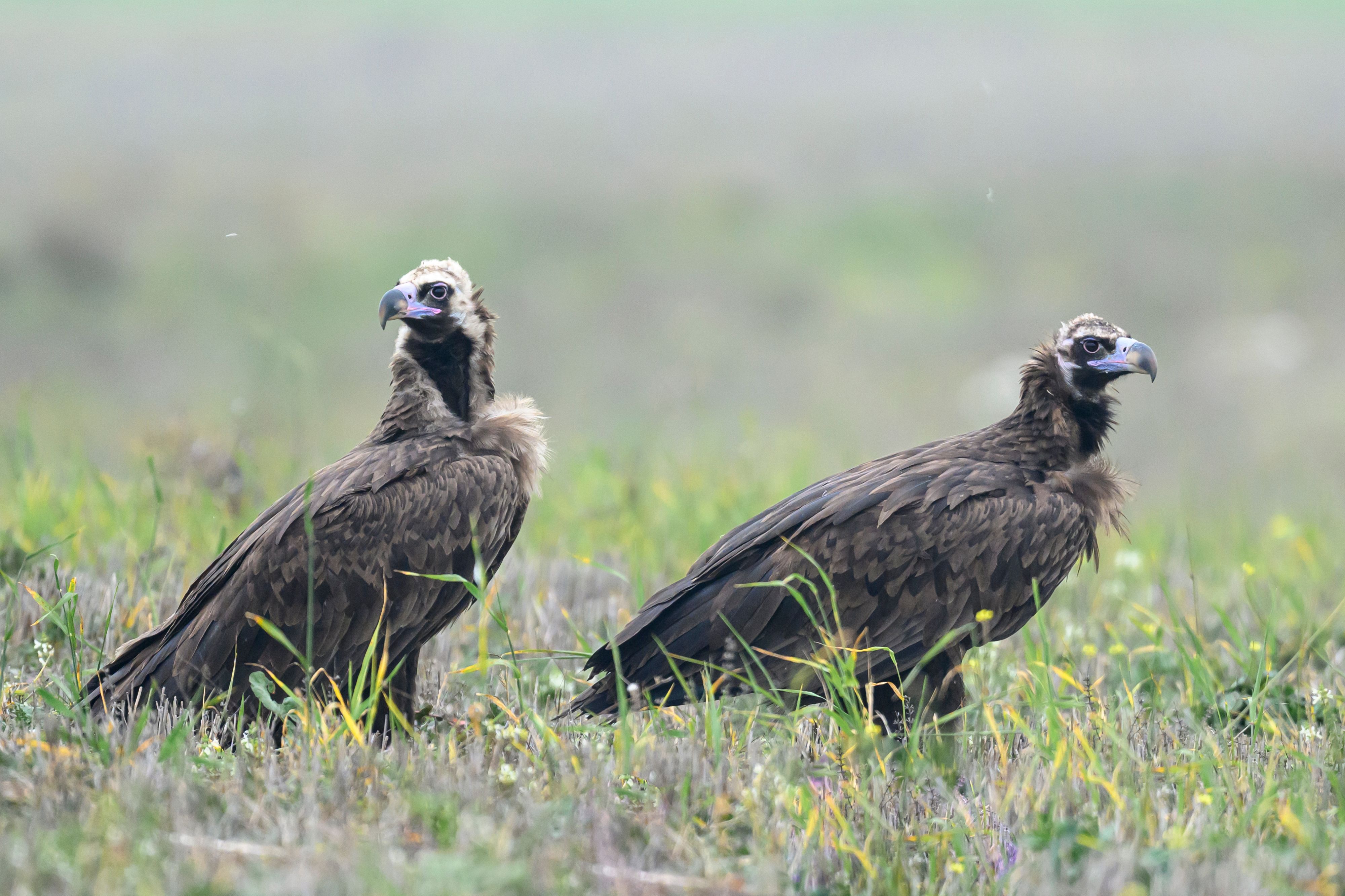 Черные грифы, Дагестан