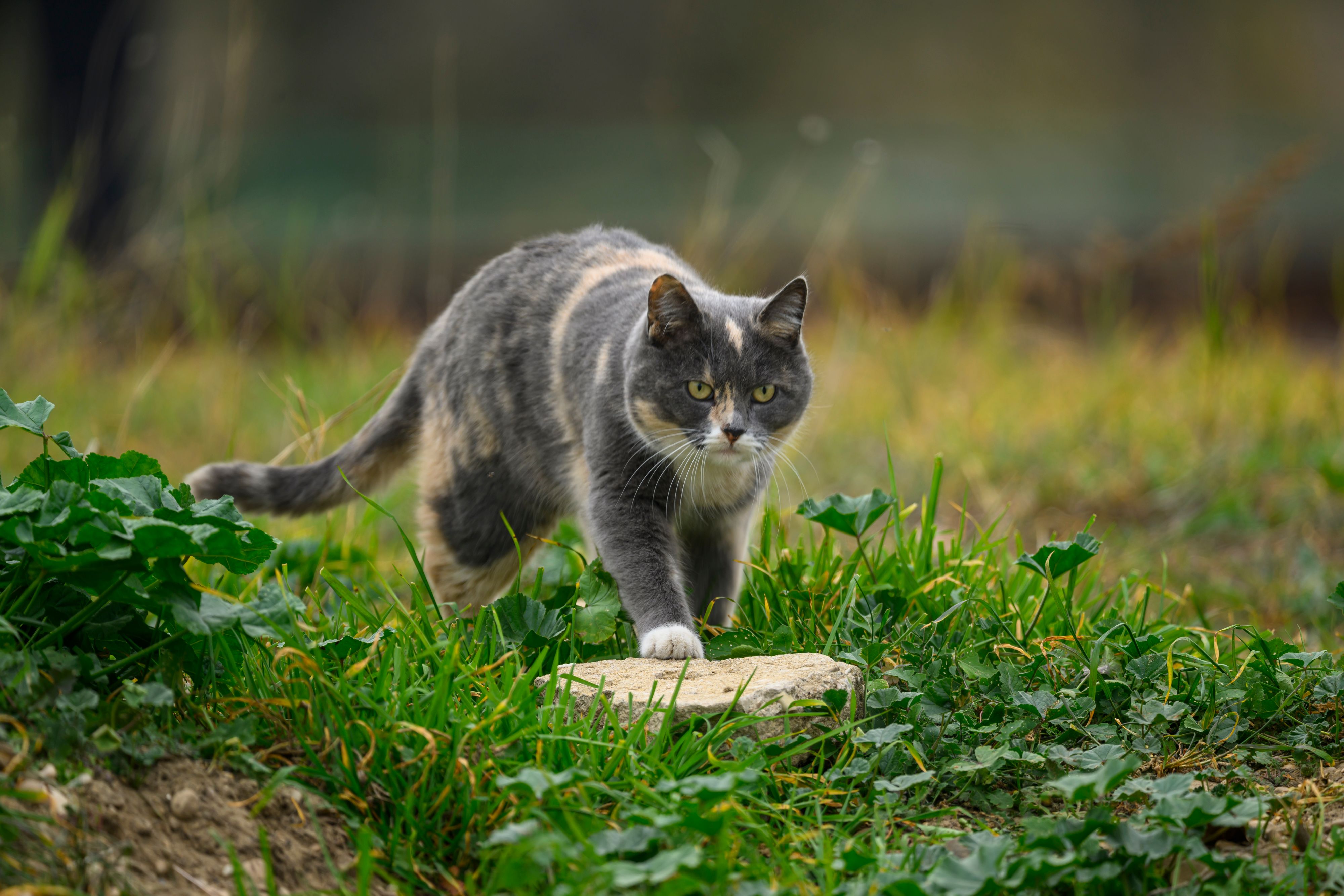 Гарри Поттер