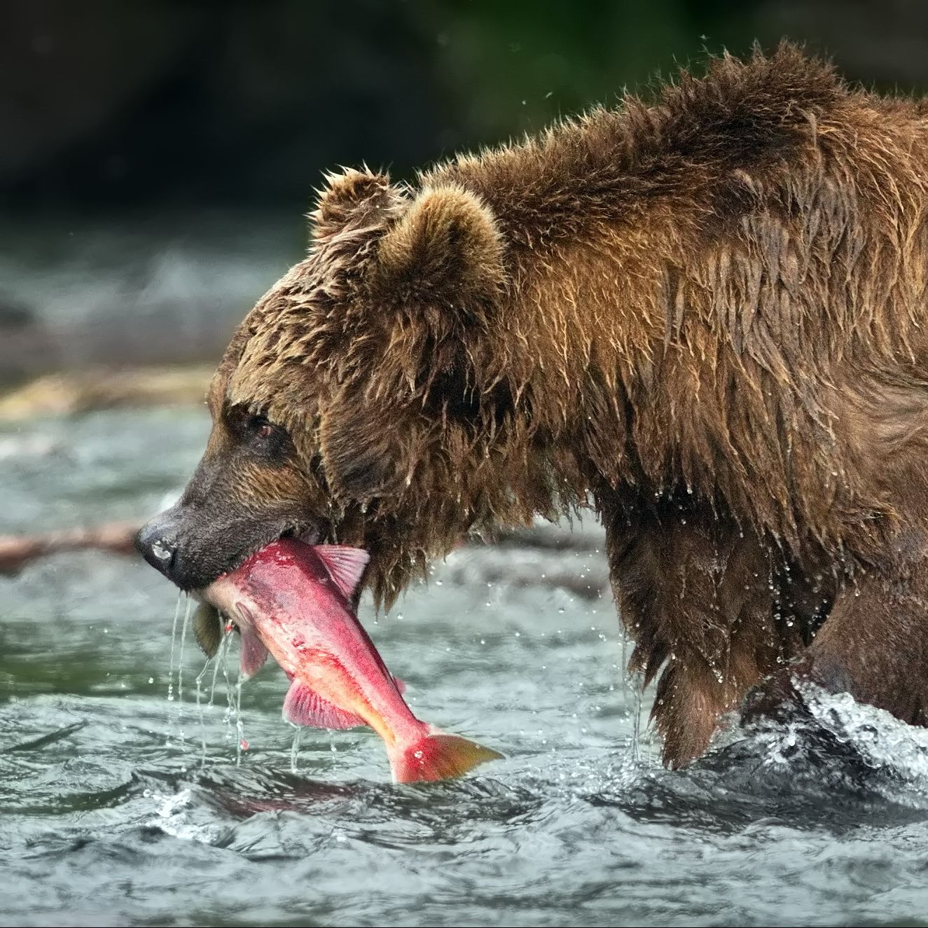 Счастливый мишка