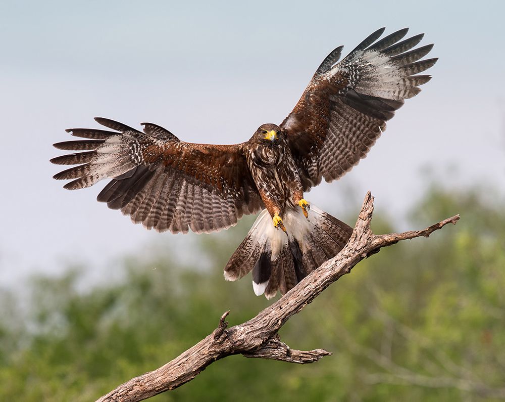 Harris's Hawk