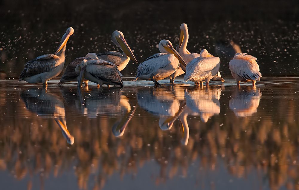Pelecanus onocrotalus