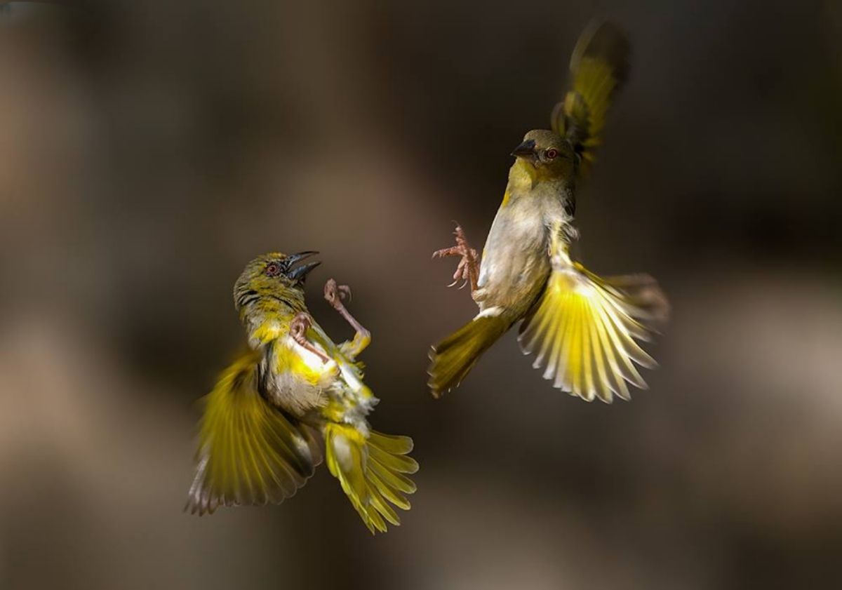 Борьба в воздухе