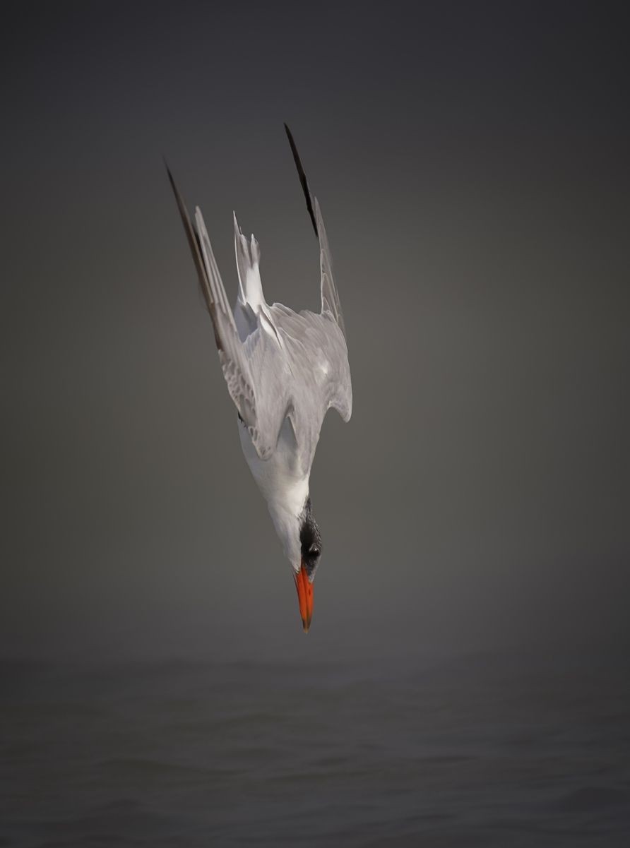 Без колебаний