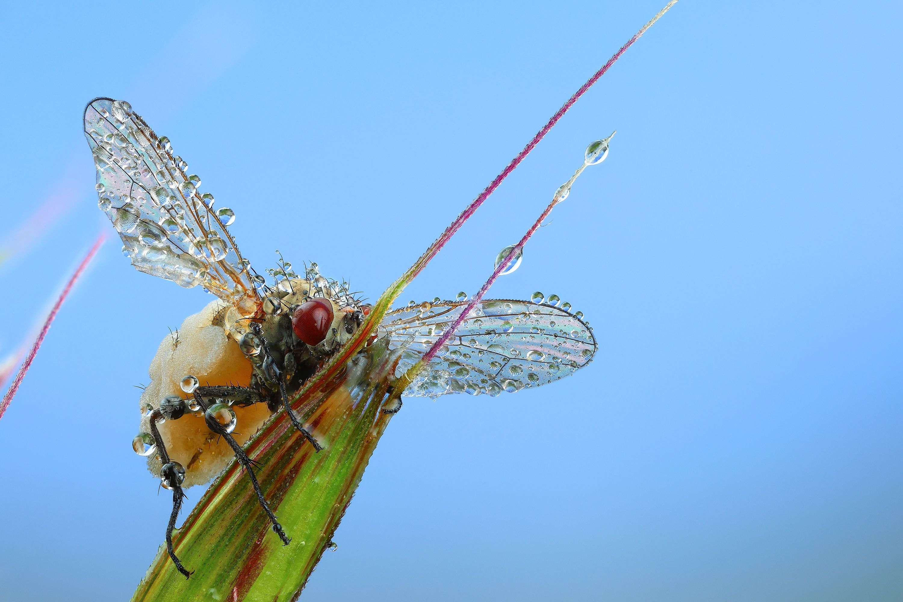 Энтомофора