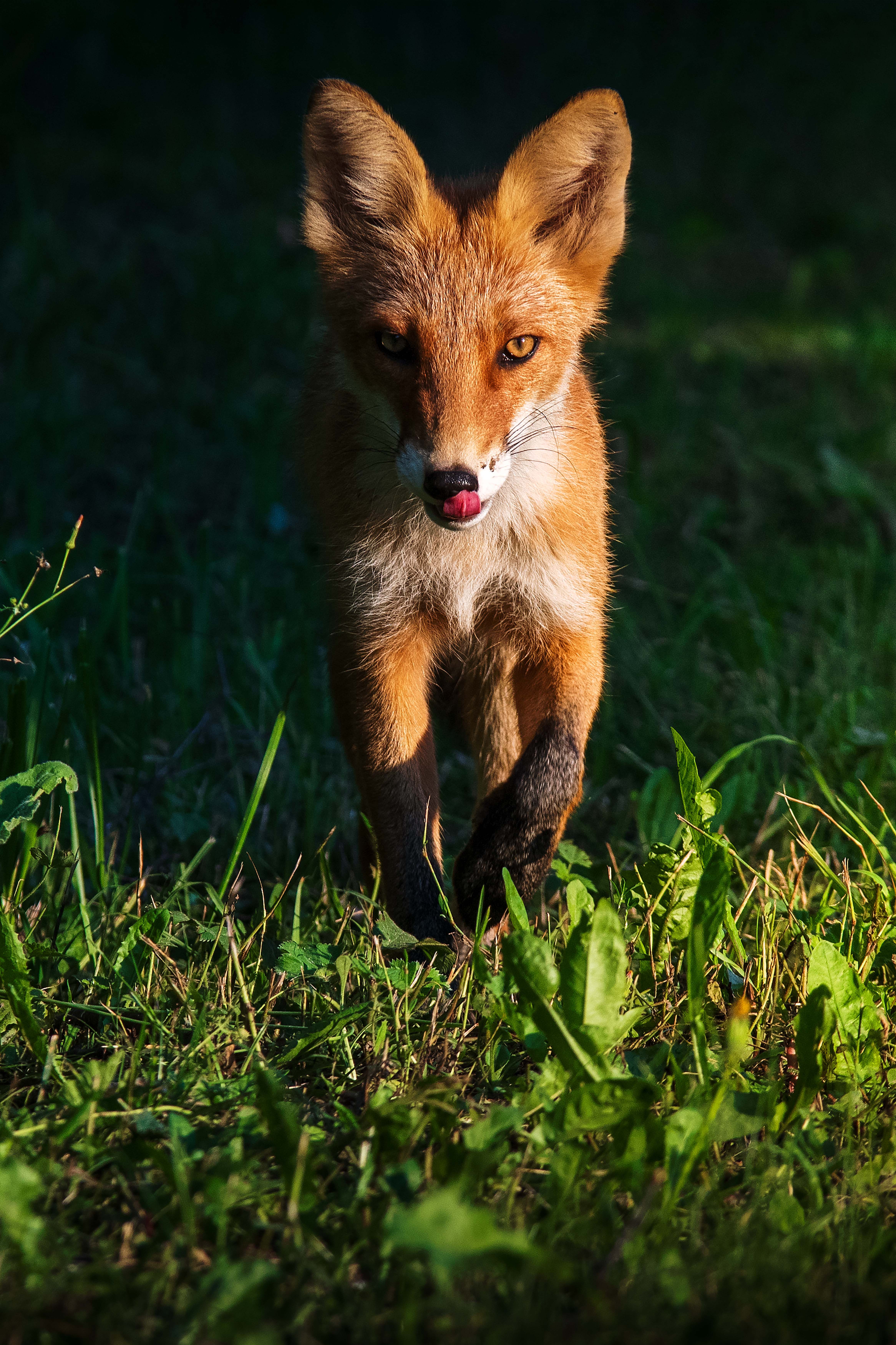 Сейчас я тебя съем!