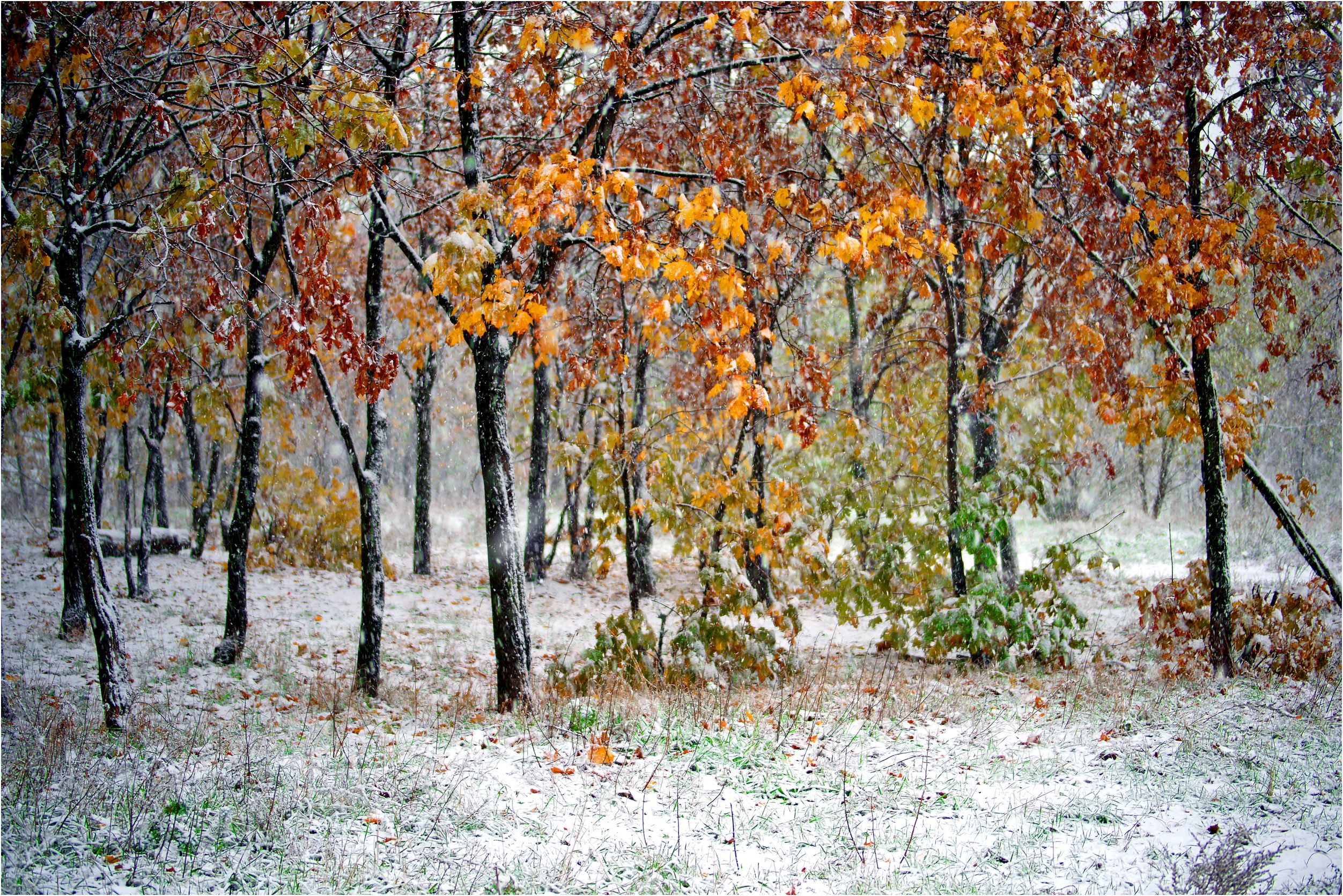 Первый снег (3)