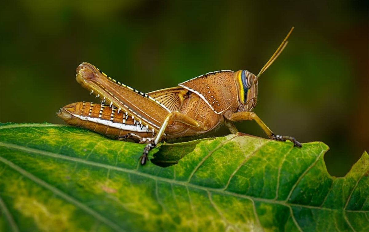 Отдыхающий саранча