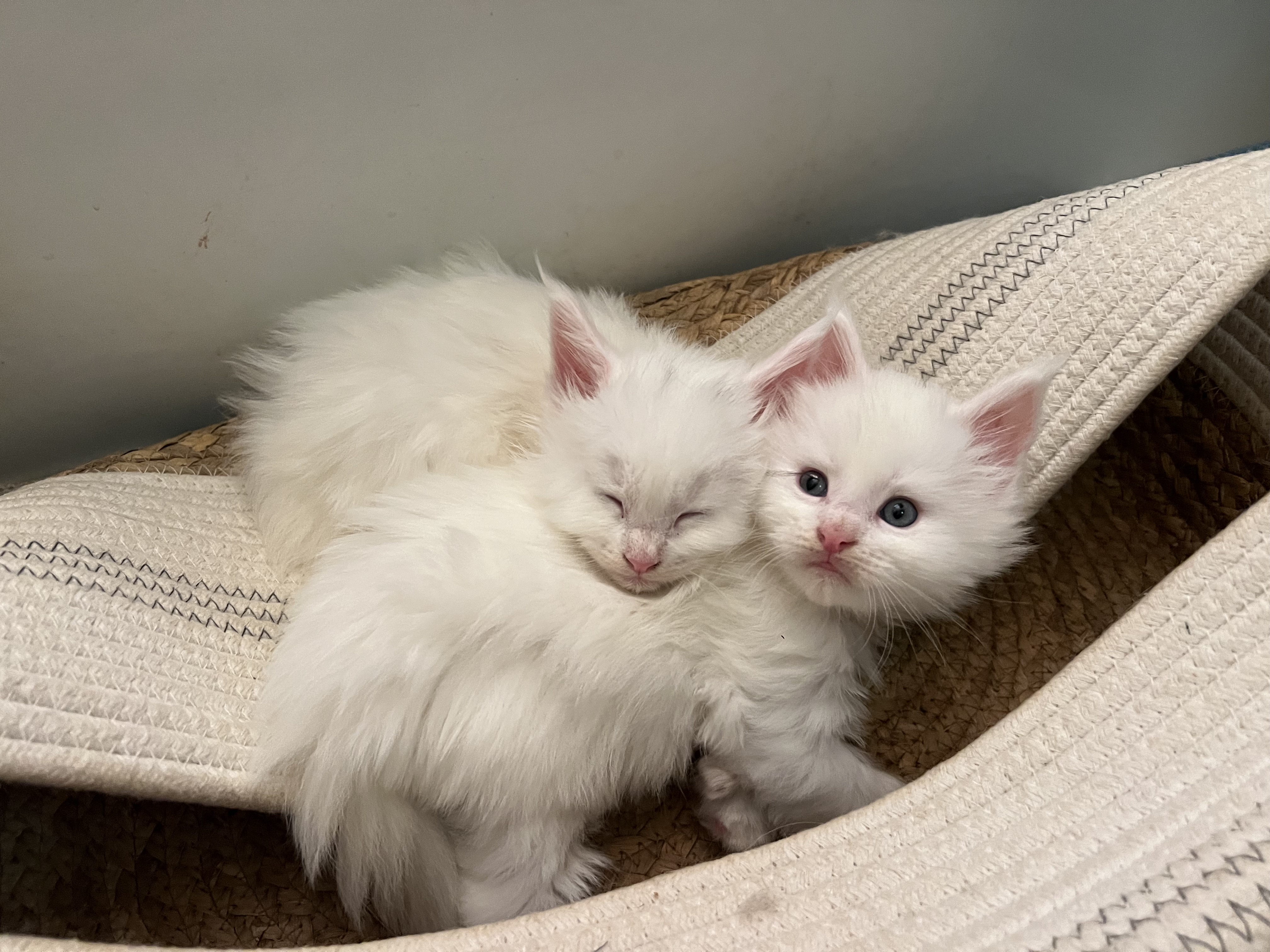 1702936731-9467cc8b0b0ab1d19b80f1f6a75bb