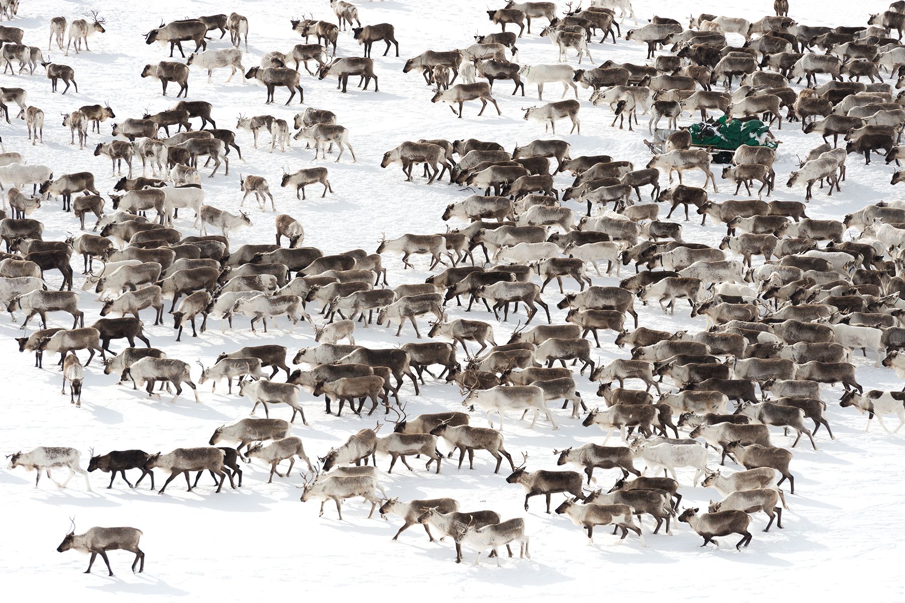 На зимнем пастбище