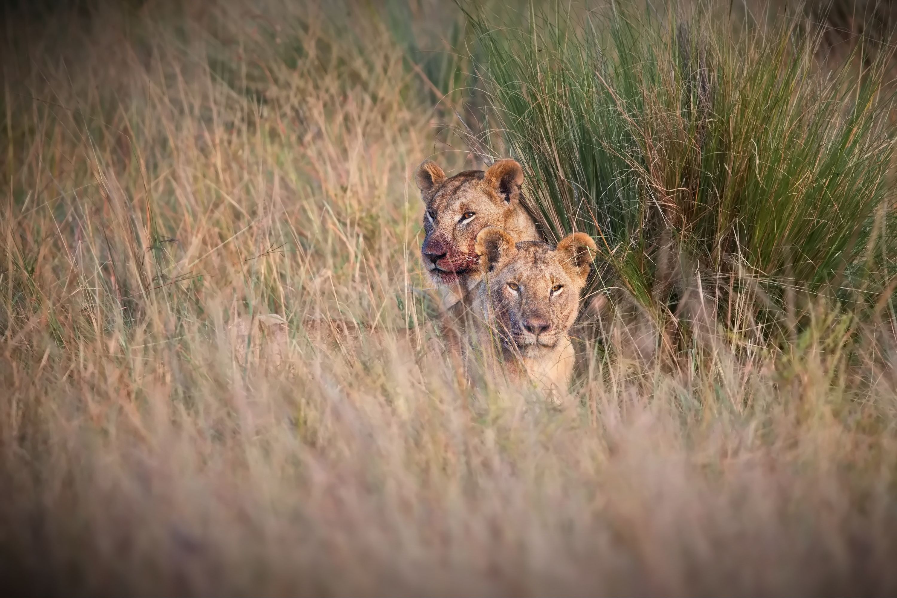 После охоты