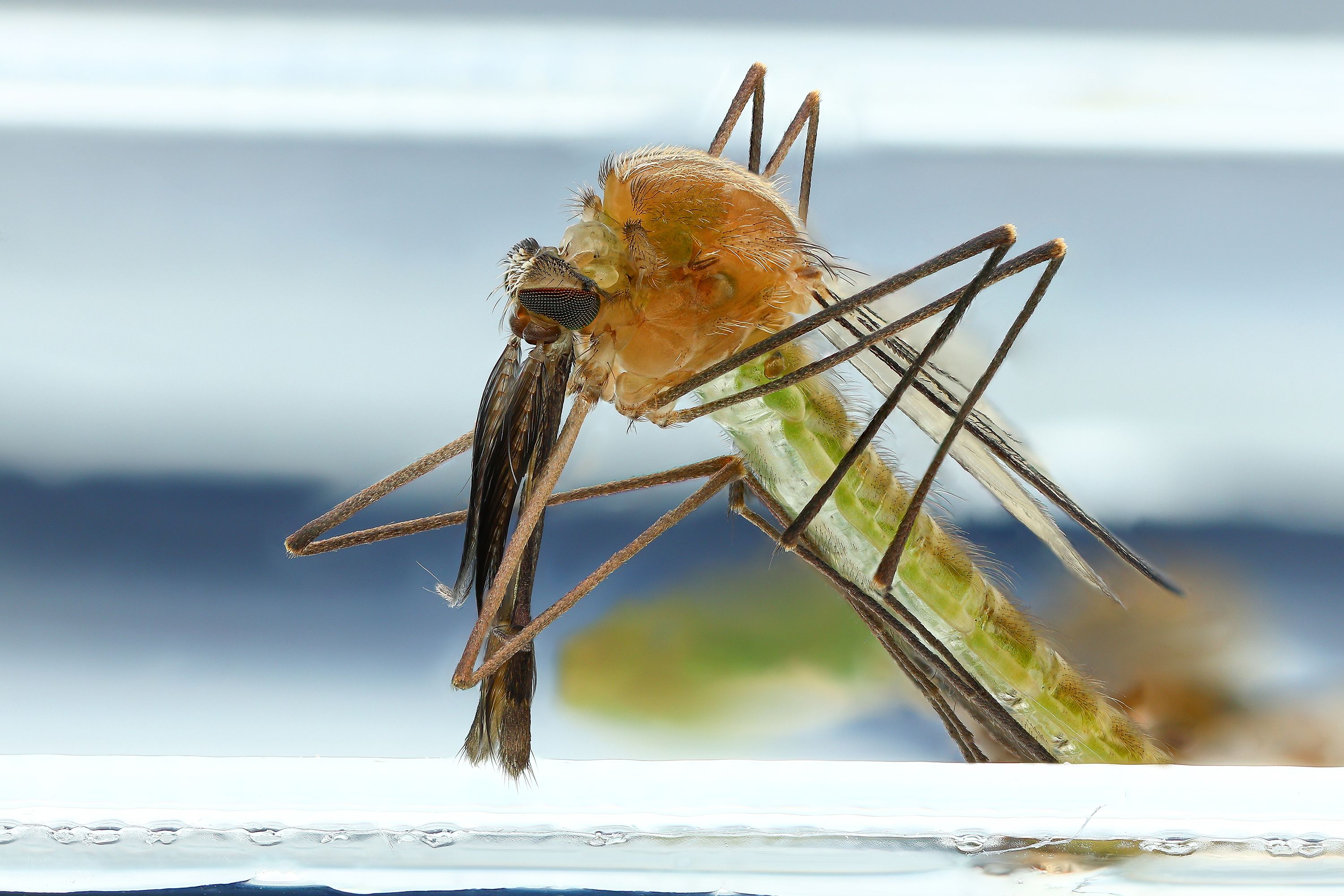 Вылупление