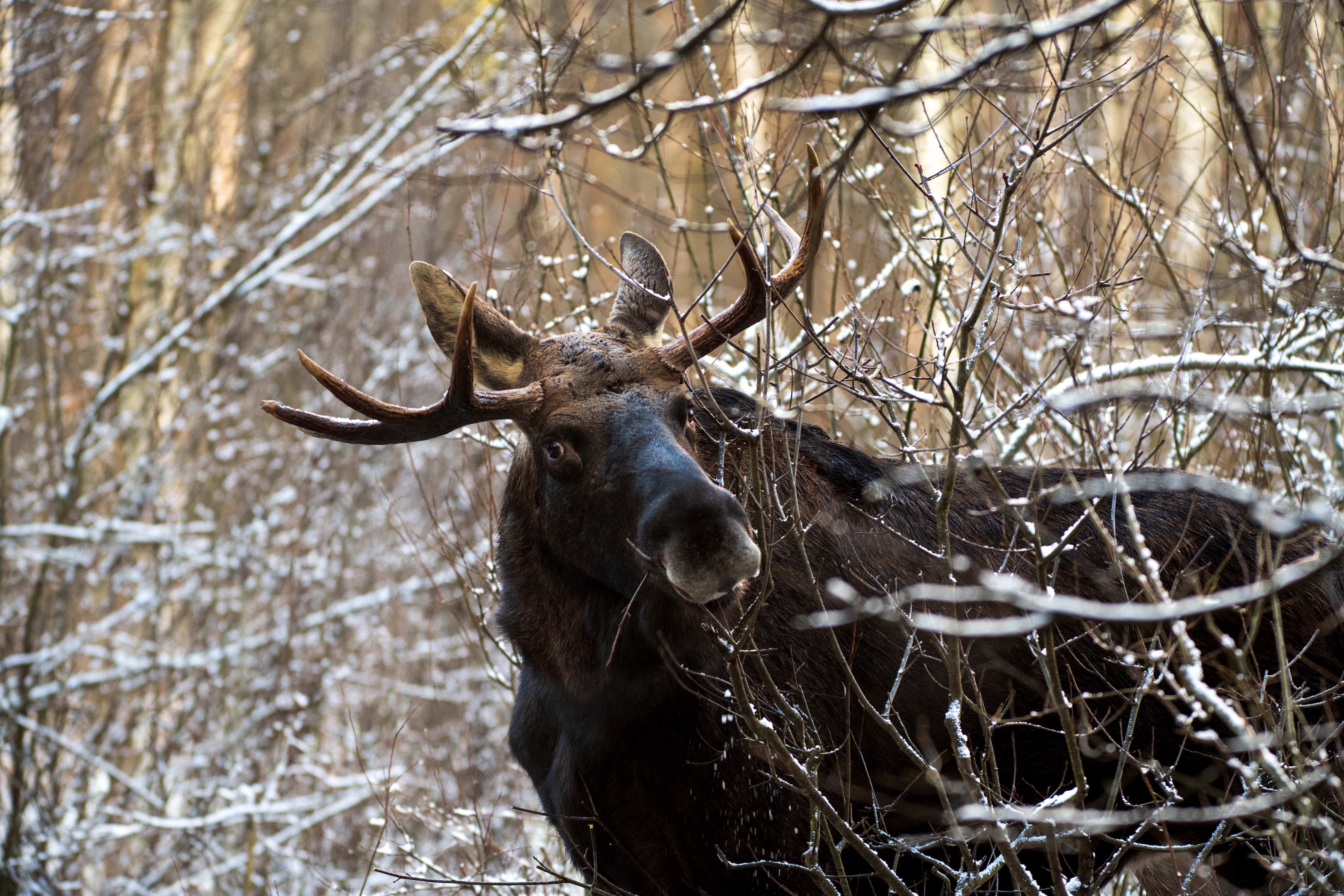 Владыка чащи