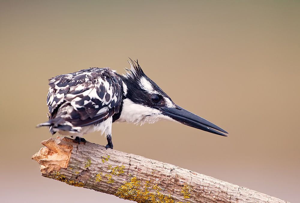 Pied kingfisher