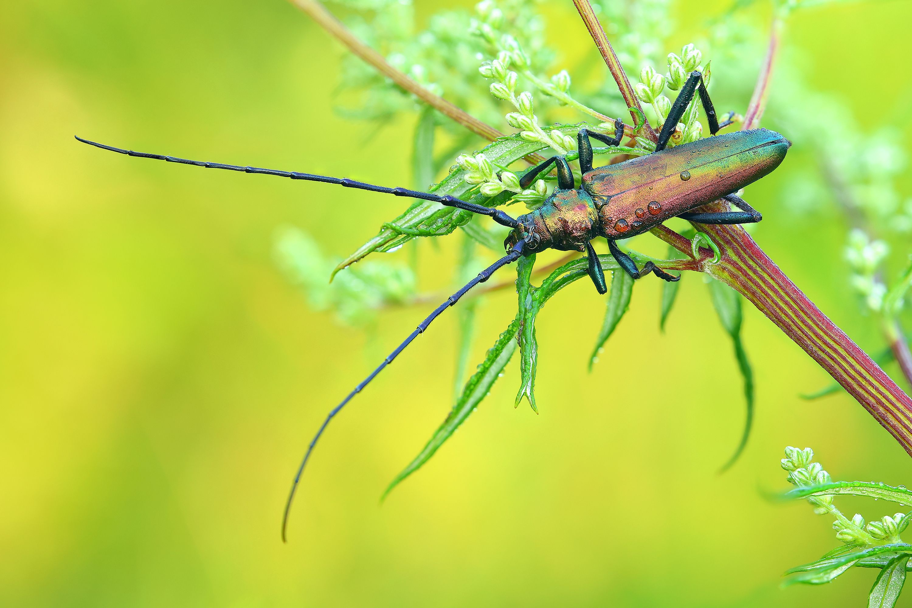 Мускусный усач