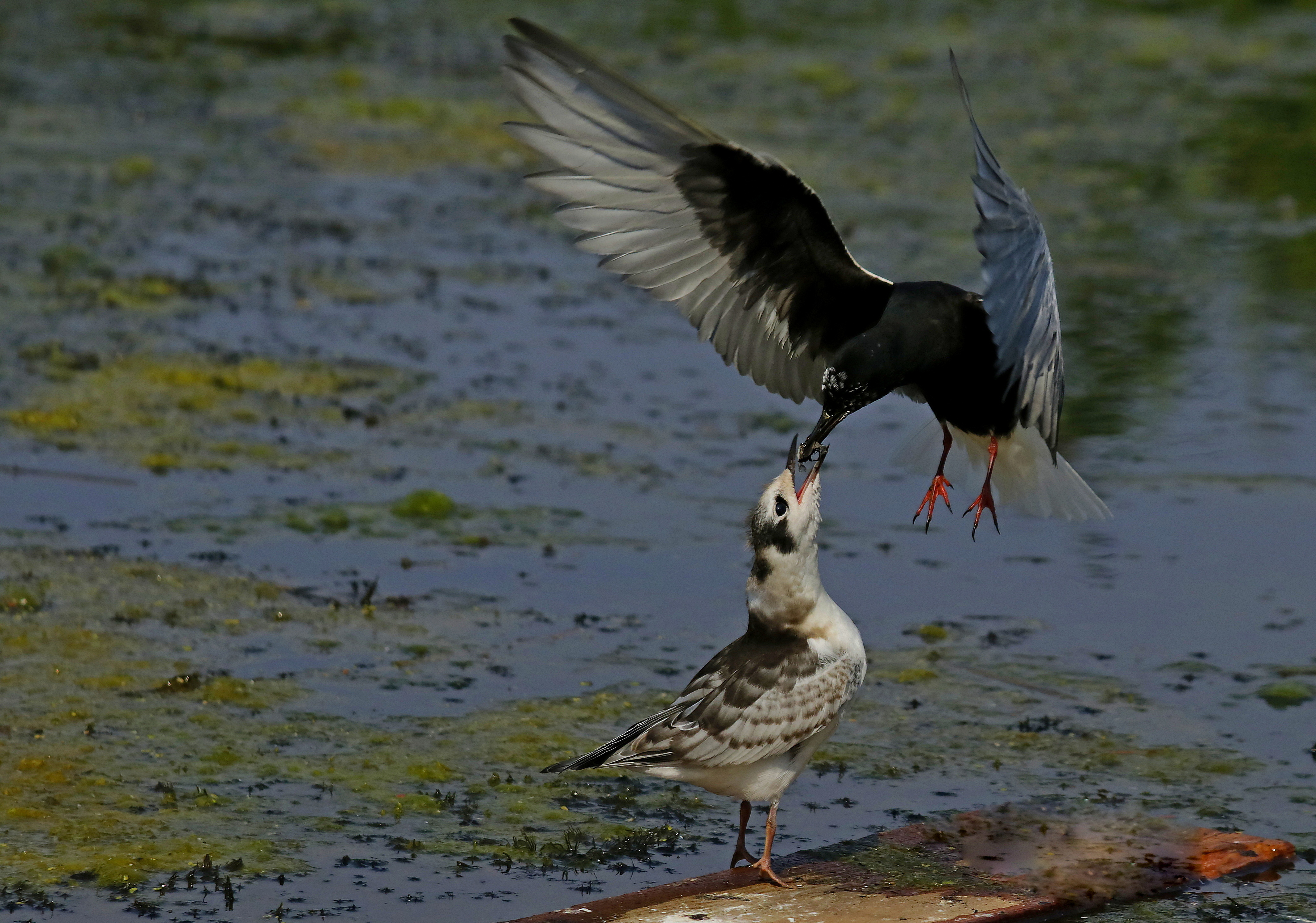 Обед по расписанию 