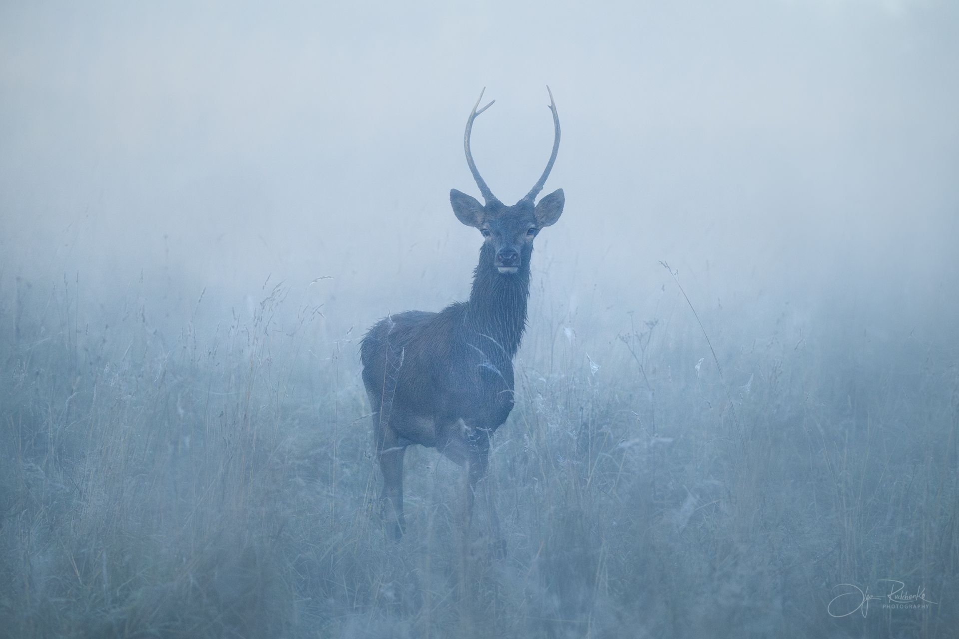 Утренние грезы