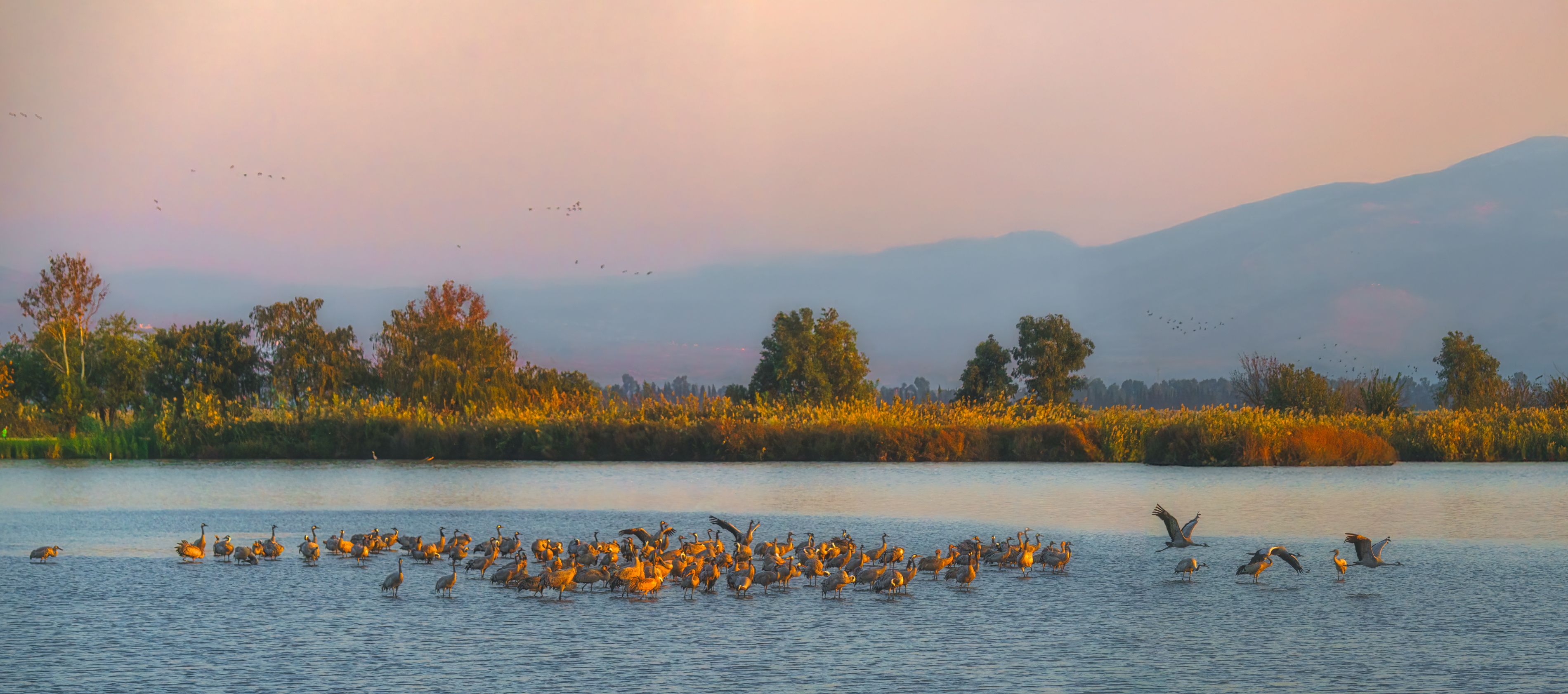 Снова птицы в стаи собираются