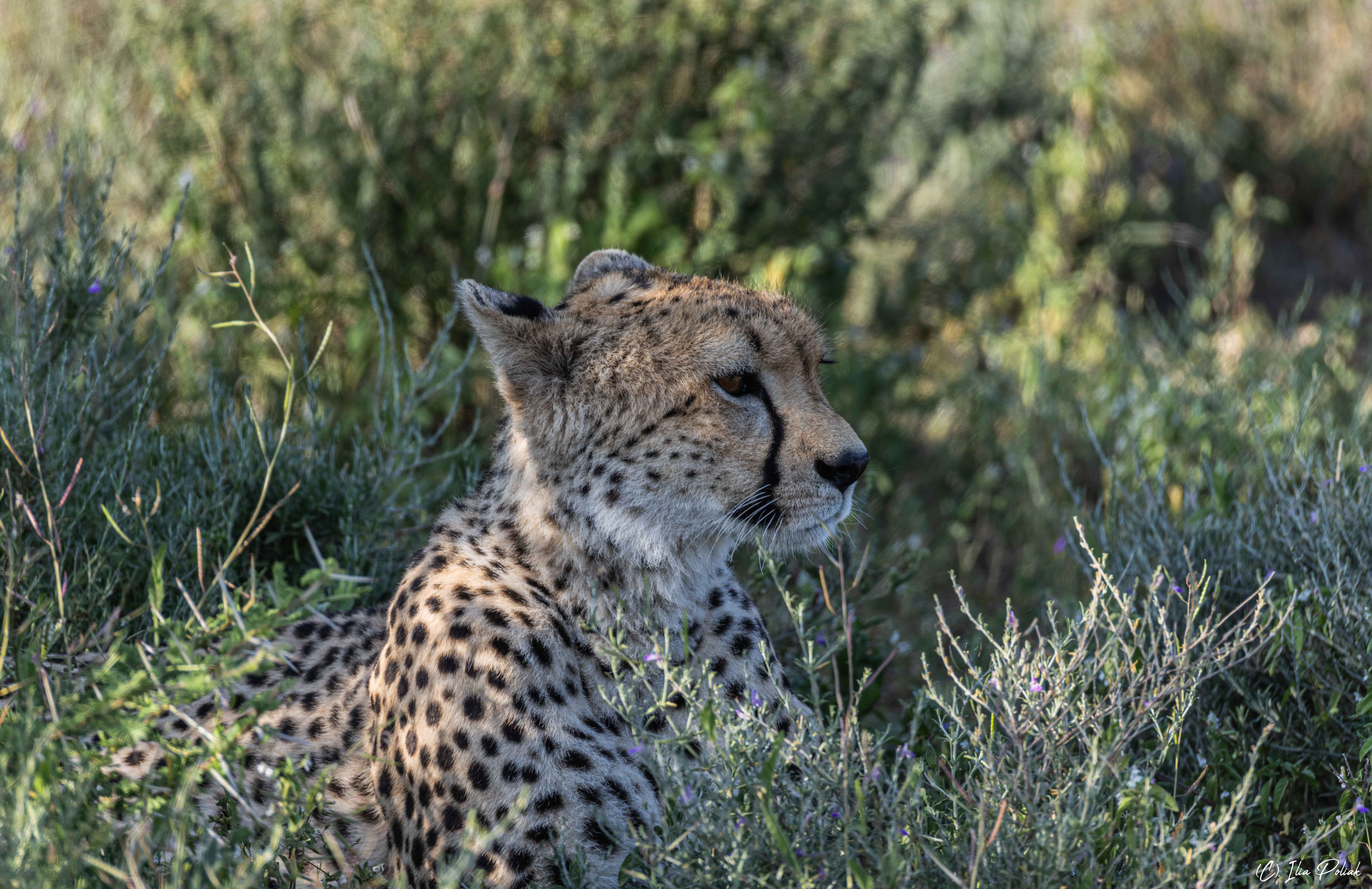 Притаился...