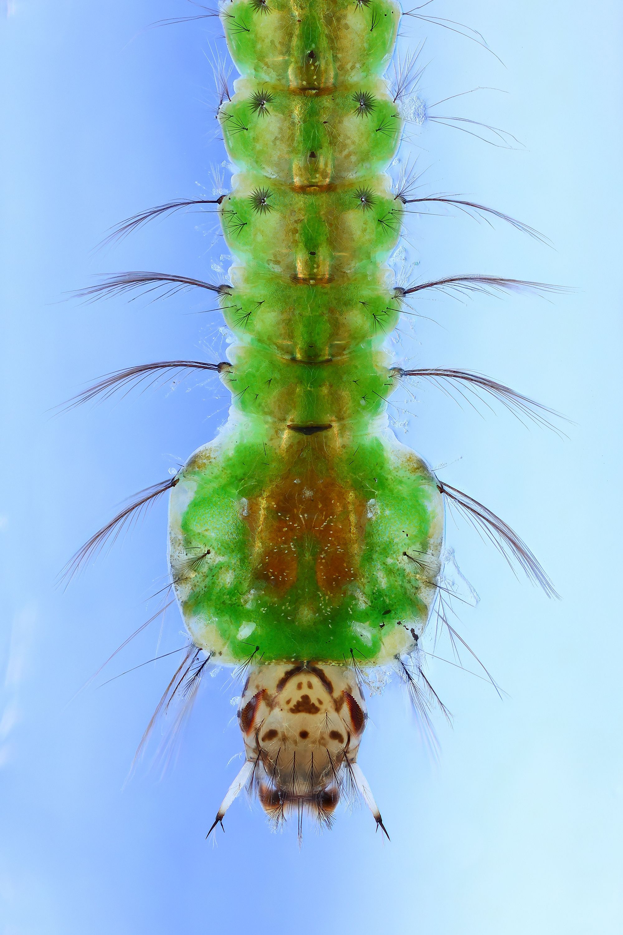 Личинка малярийного комара