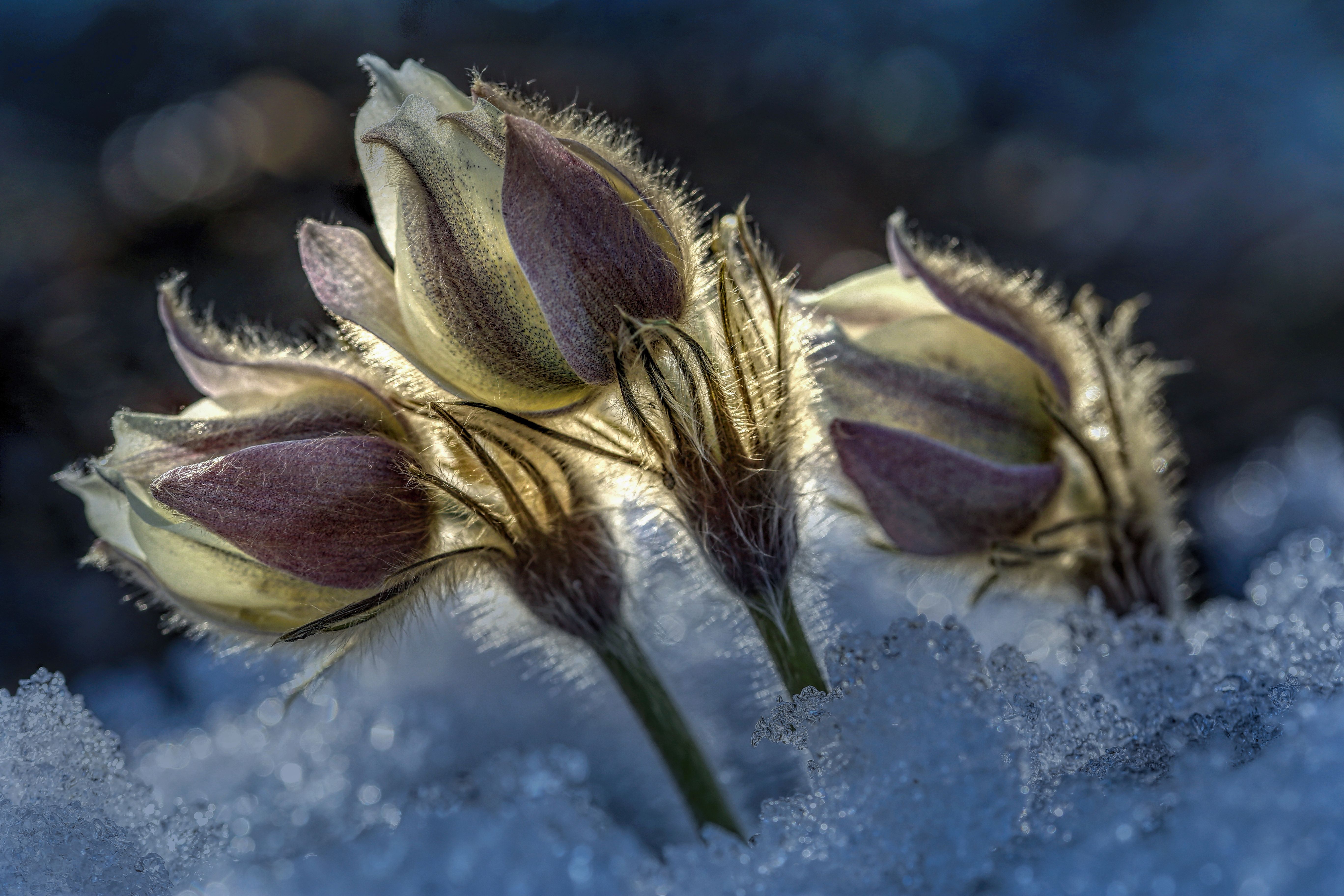 Прострел желтеющий