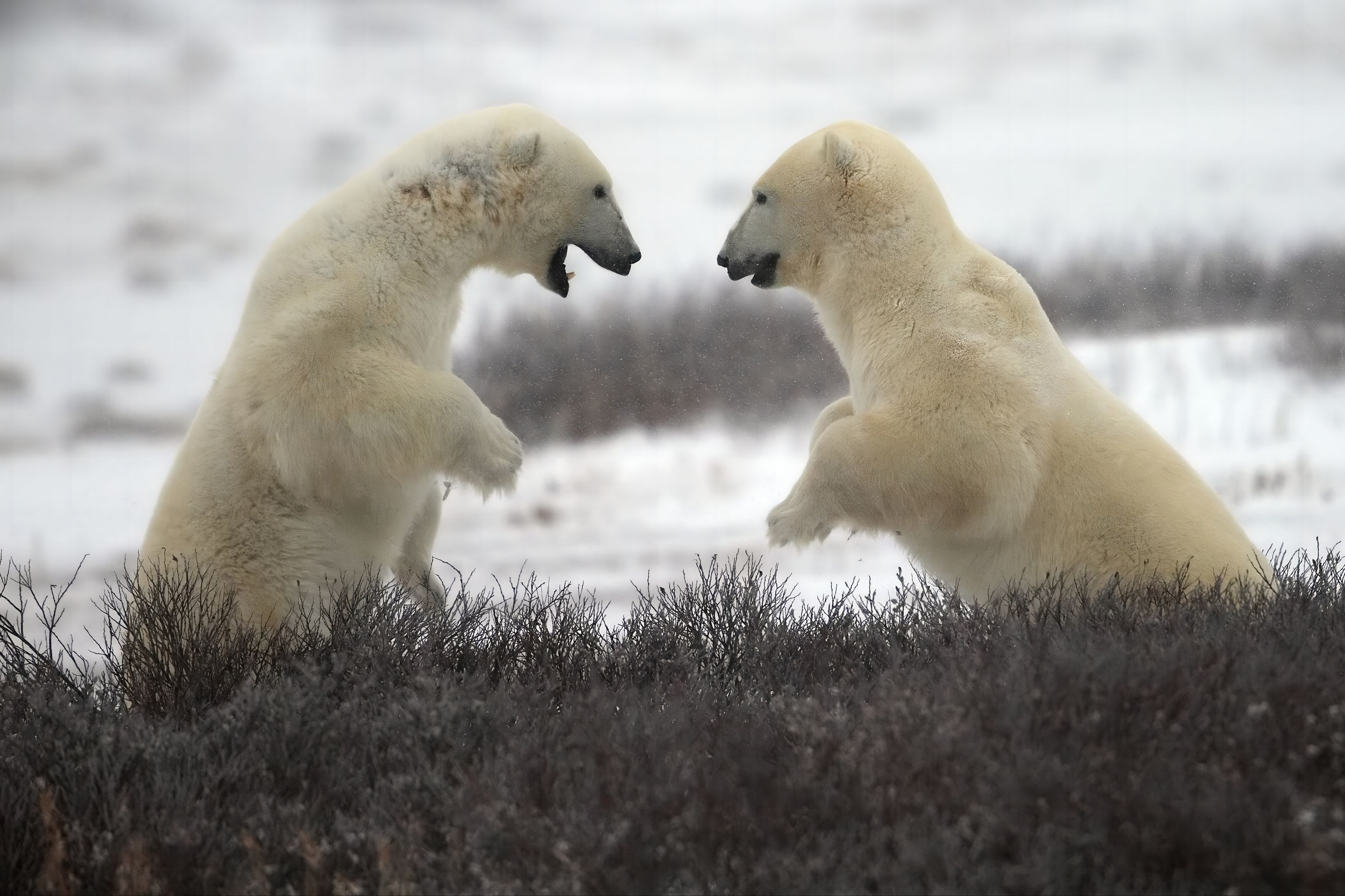 Драться нельзя обниматься