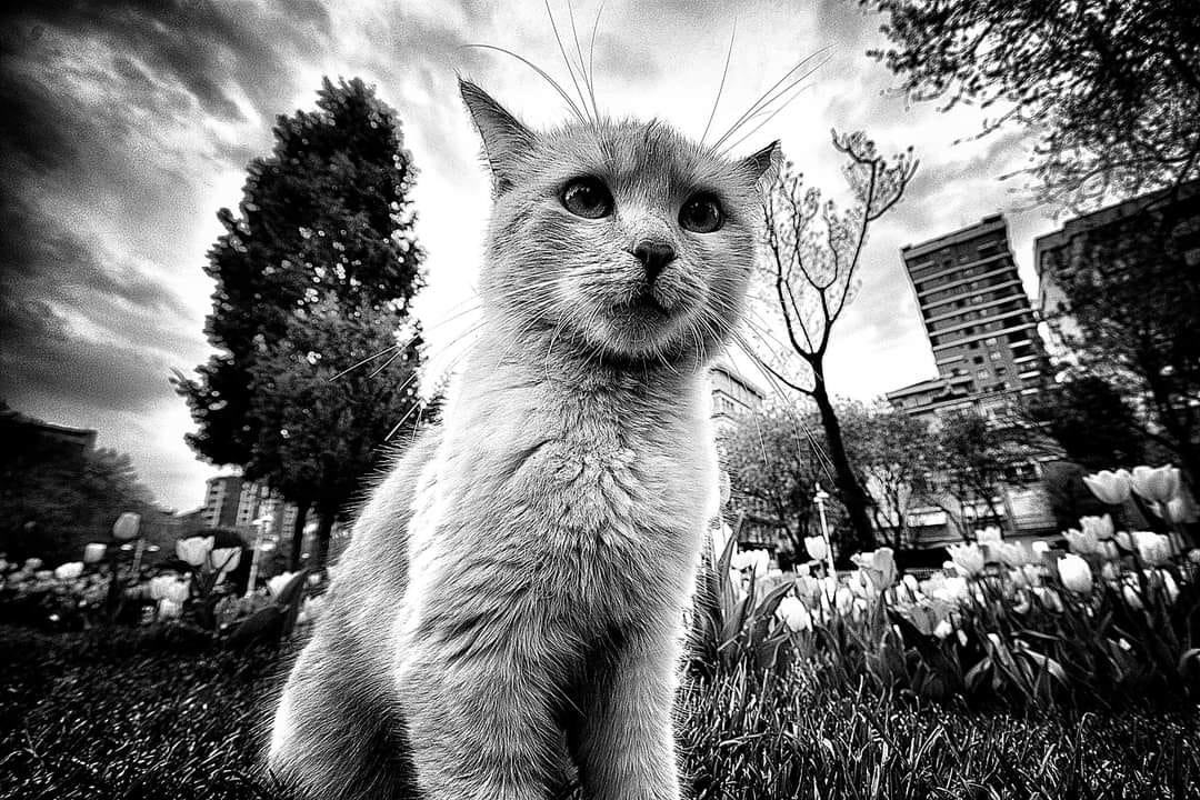 1651924439-b2ebd8130fffff9a744368f6496ff