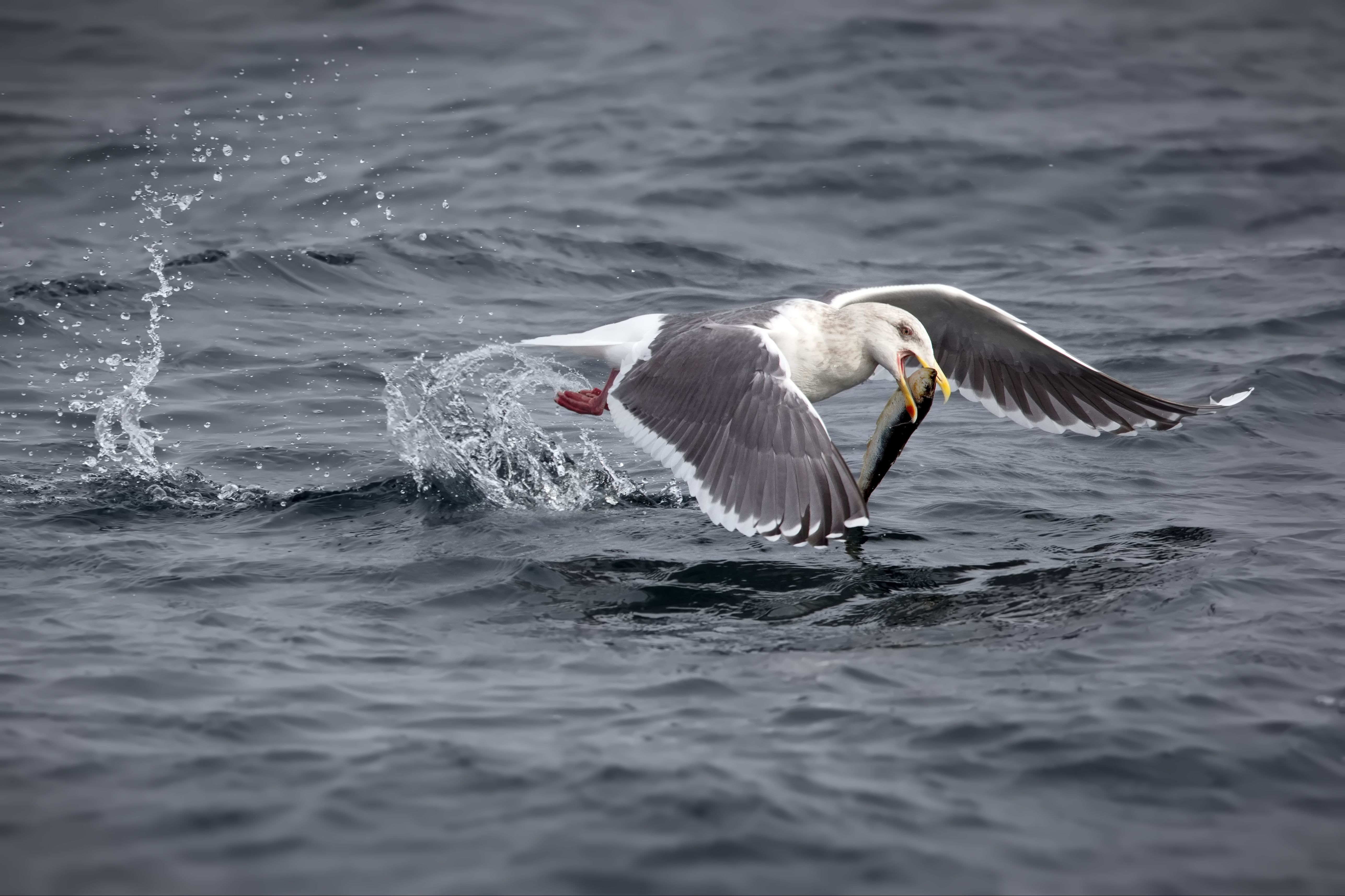 Шпрота на завтрак