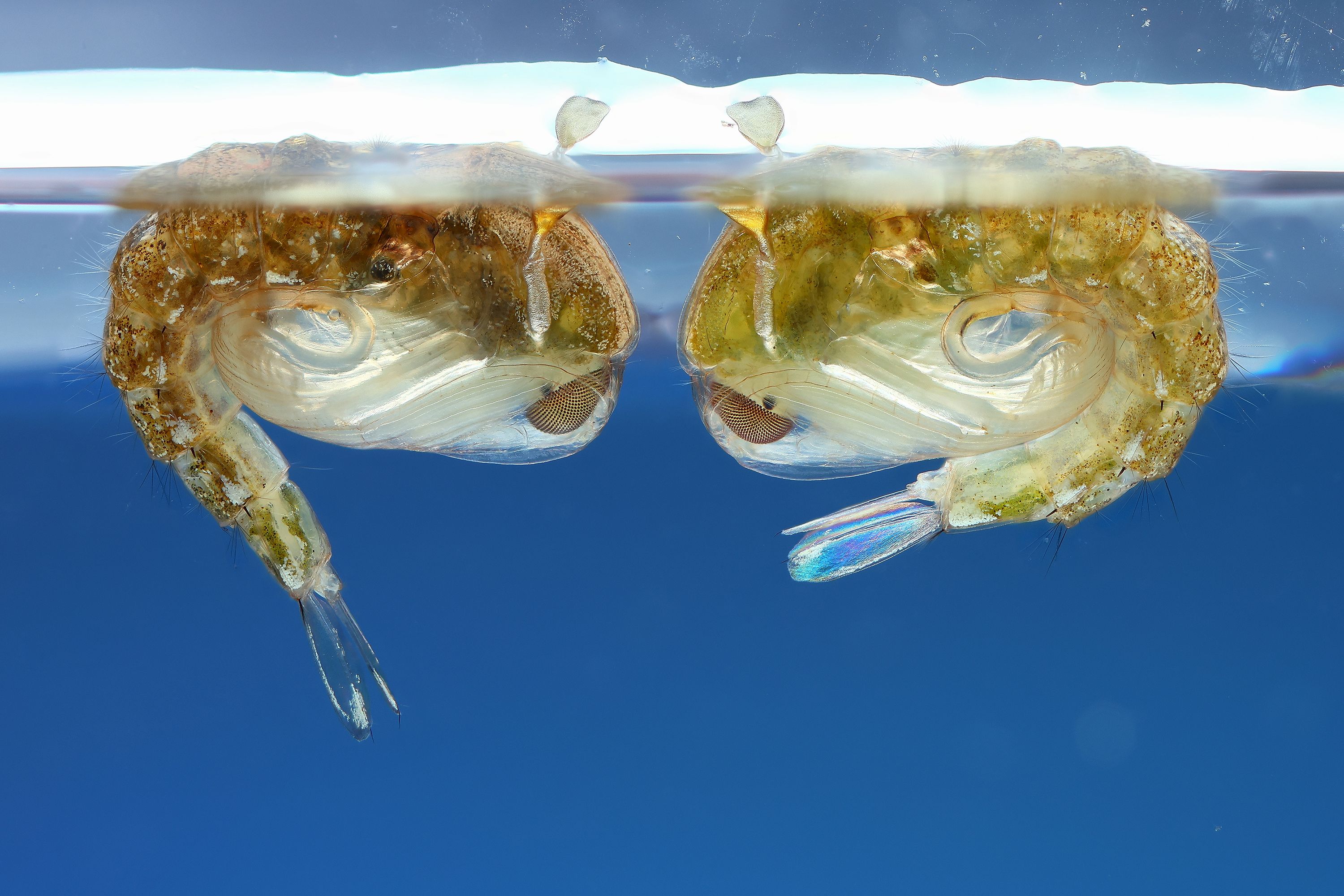 Лицом к лицу