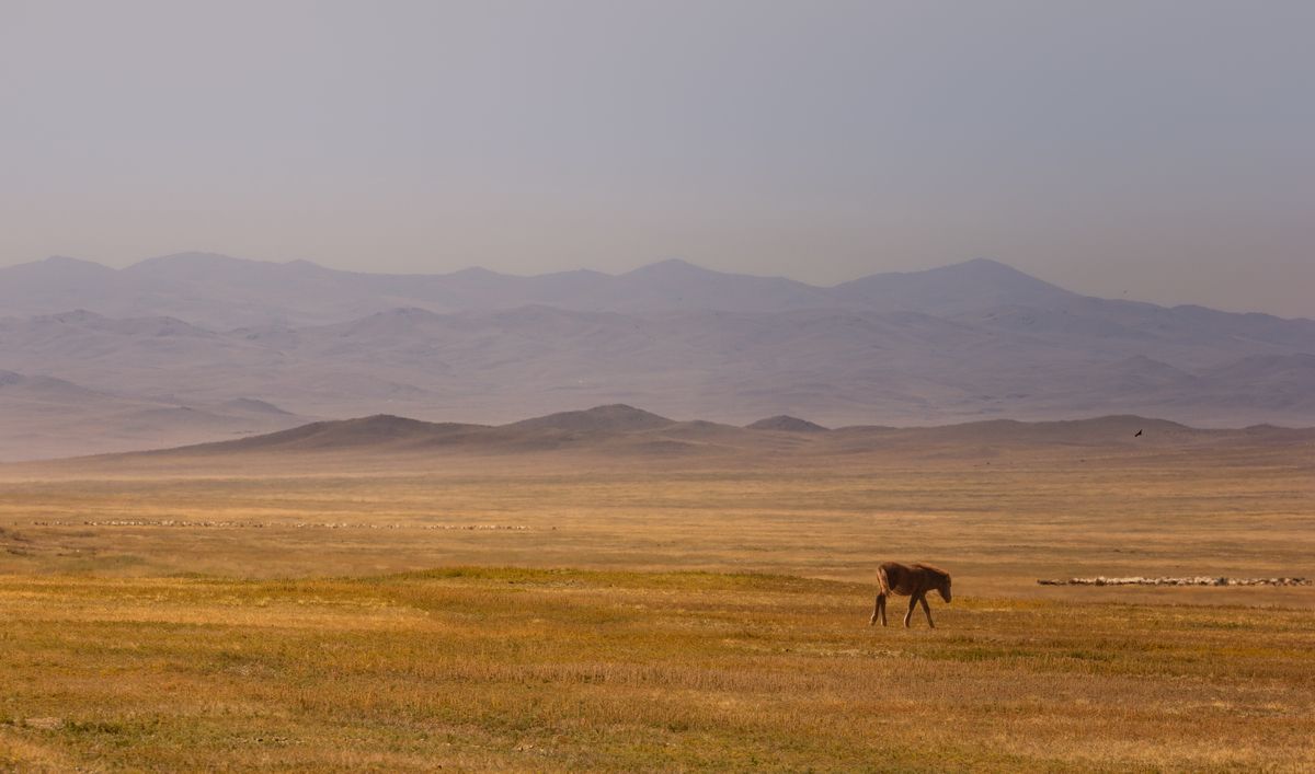 Где–то в монгольской степи