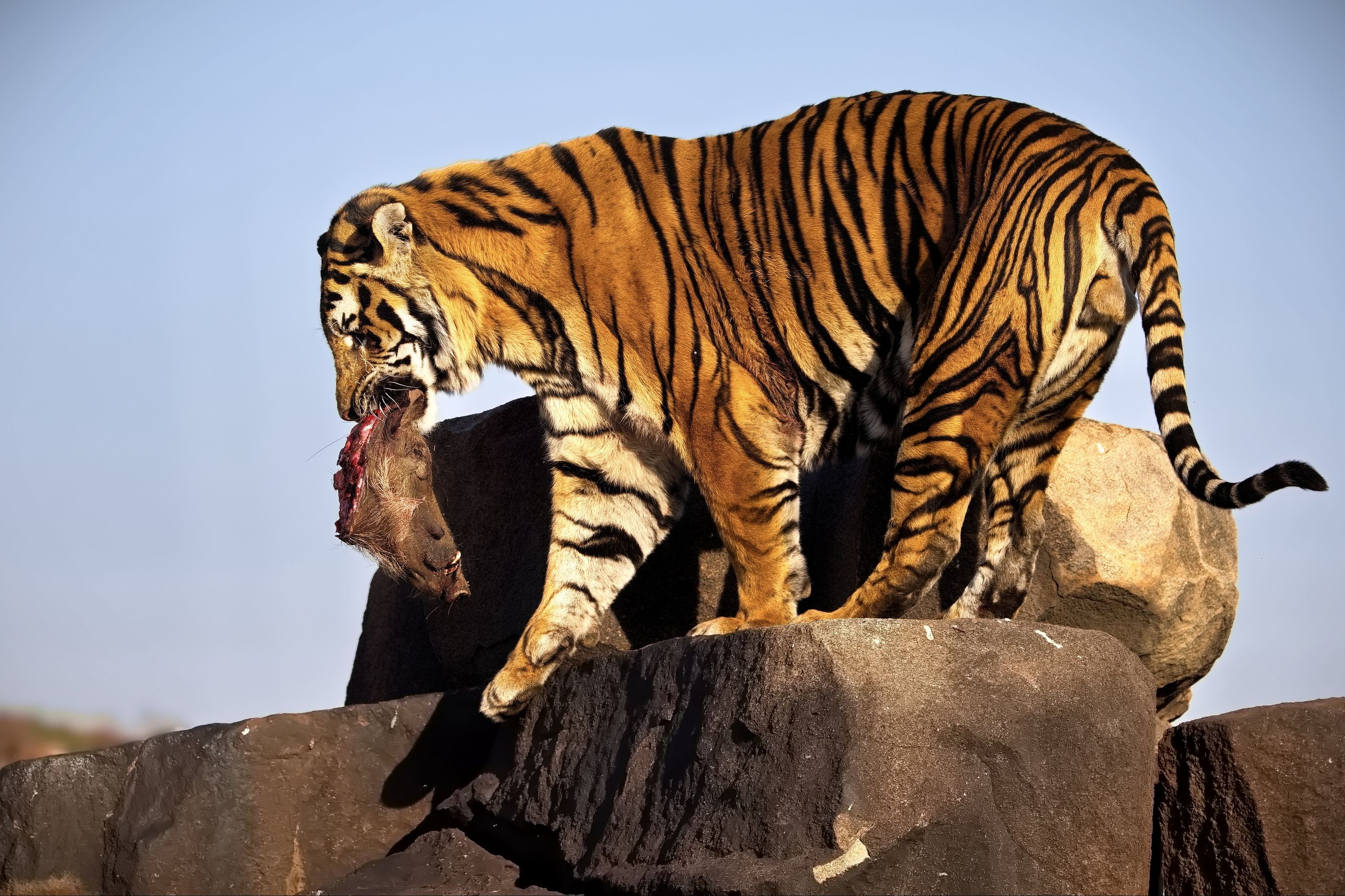 Не повезло Пумбе...