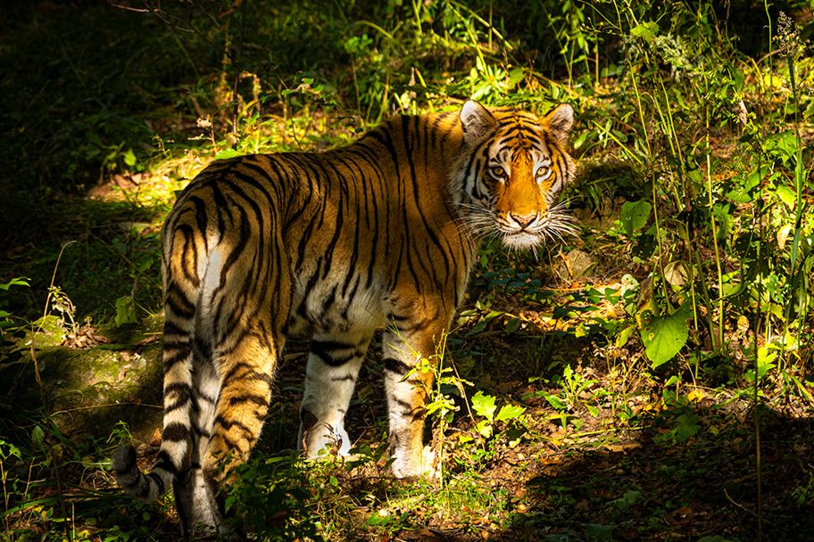 Оглянись незнакомый прохожий, Мне твой взгляд неподкупный знаком...