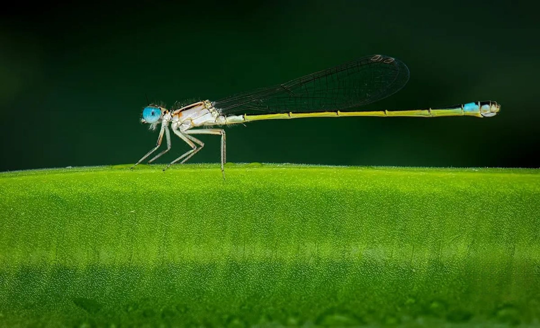 Dragonfly on a leaf