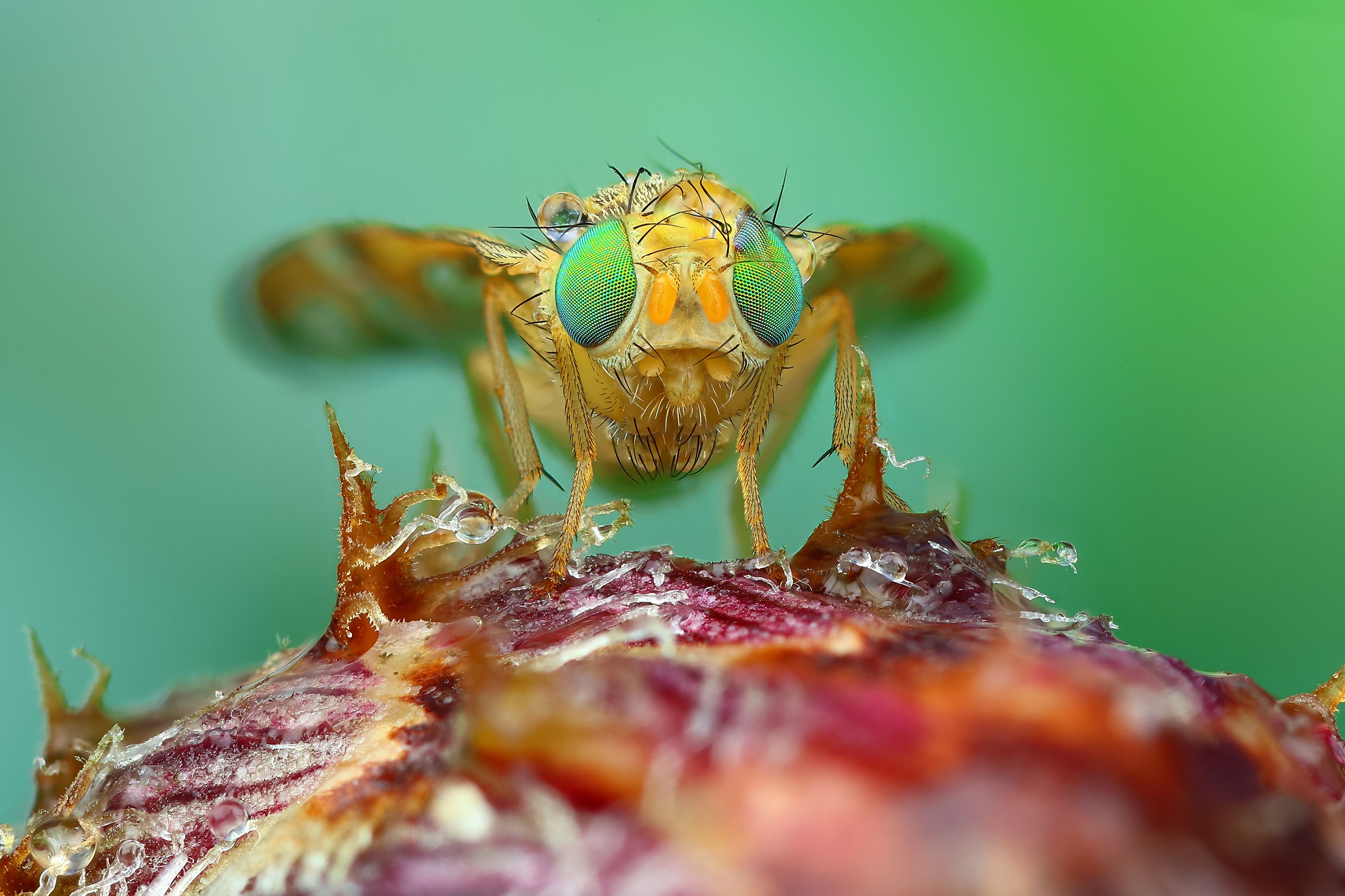 Дельтаплан