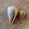 Conus betulinus, раковина, ракушка, фото, фотография, моллюск, коллекция