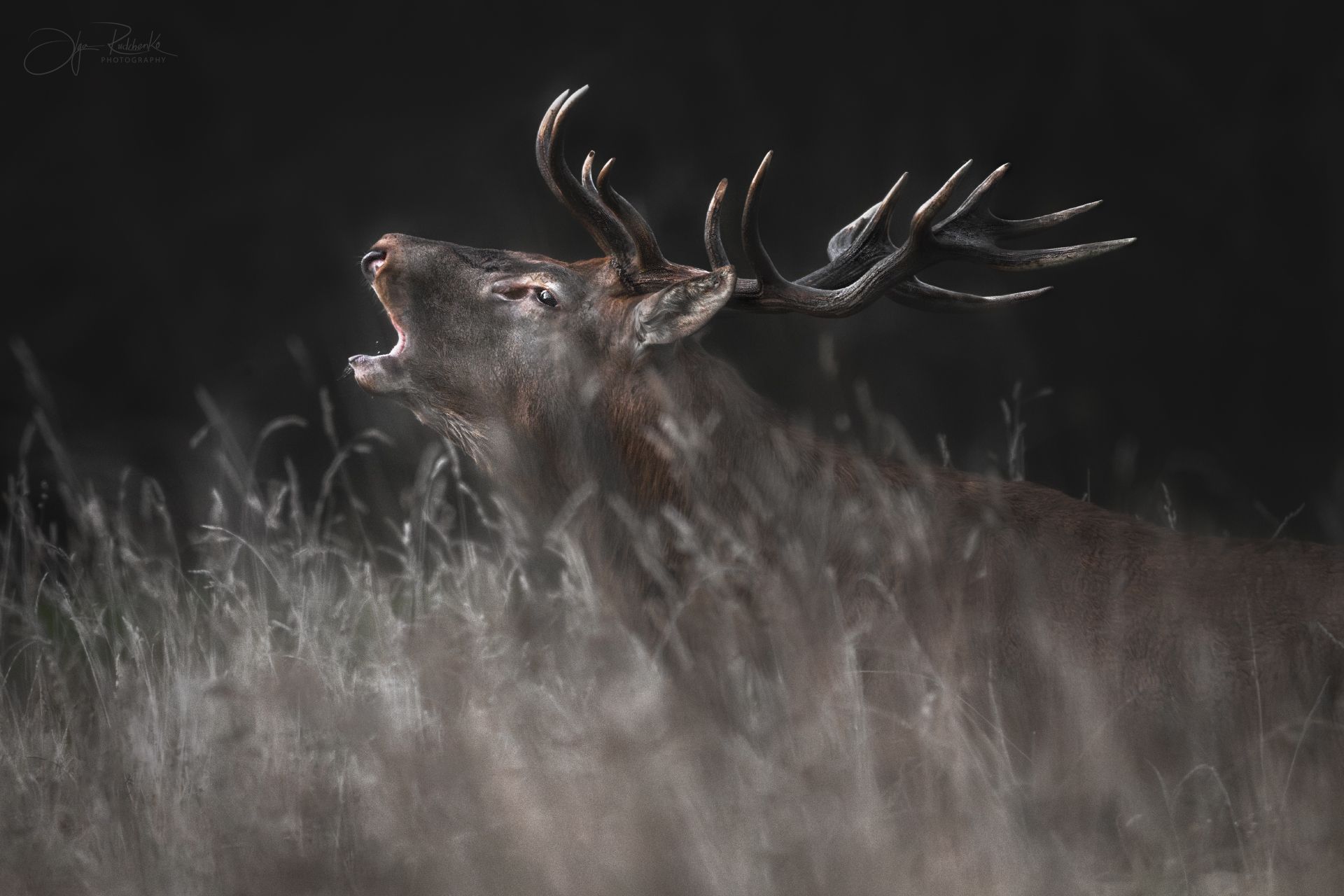 "Пробуждение"