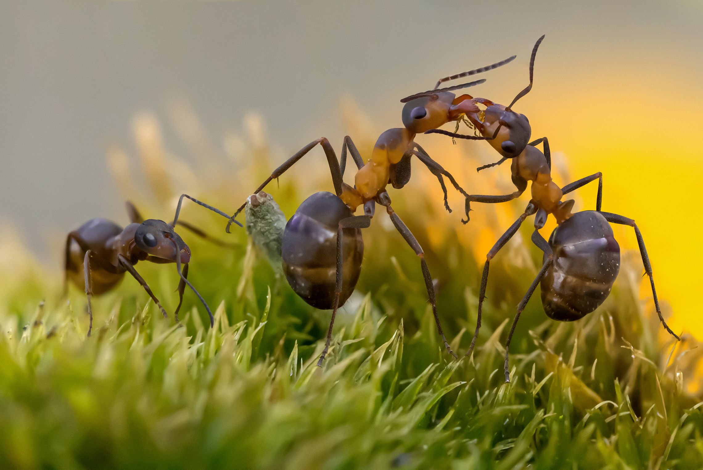 Опять целуются!