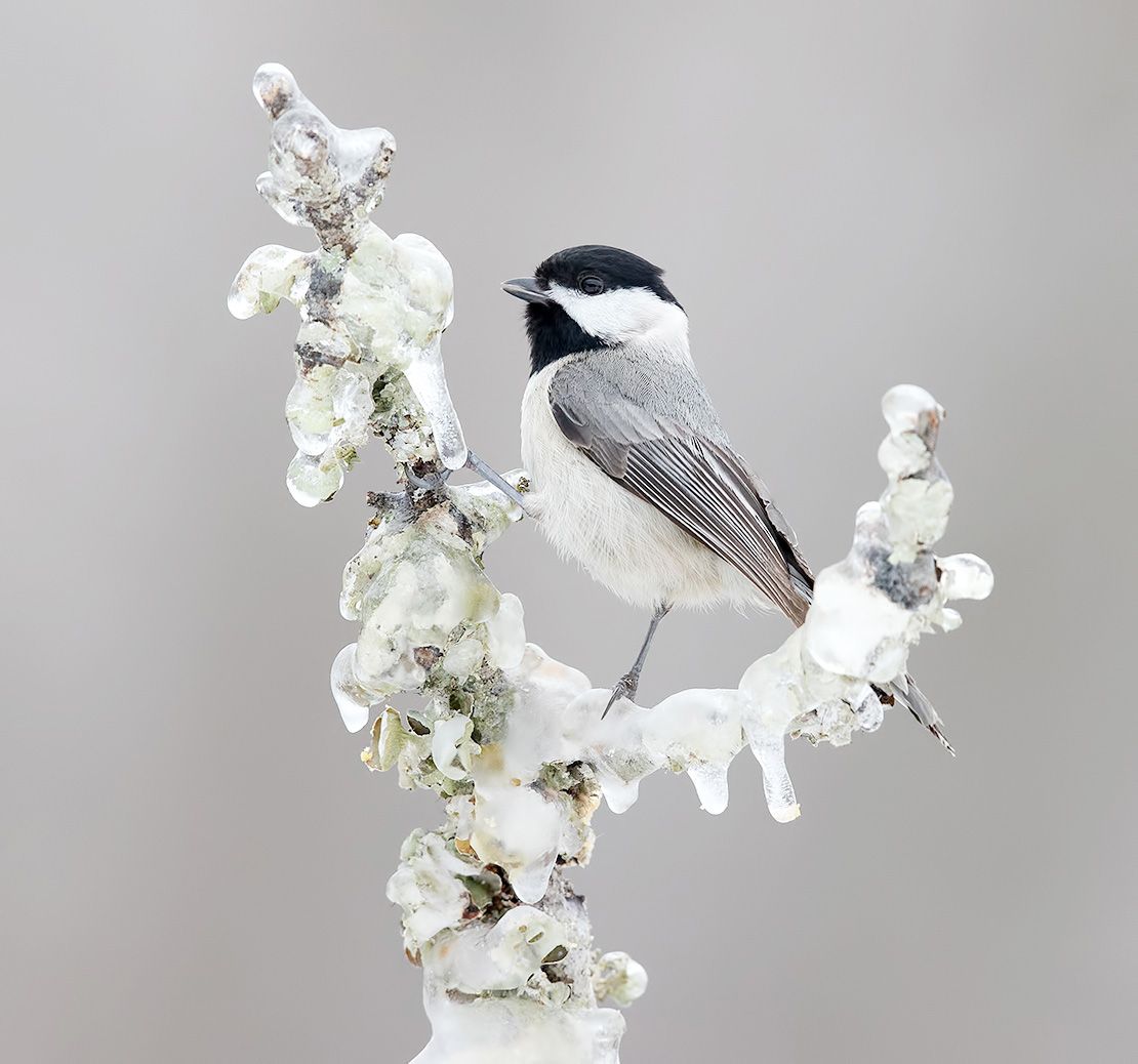 Carolina Chickadee