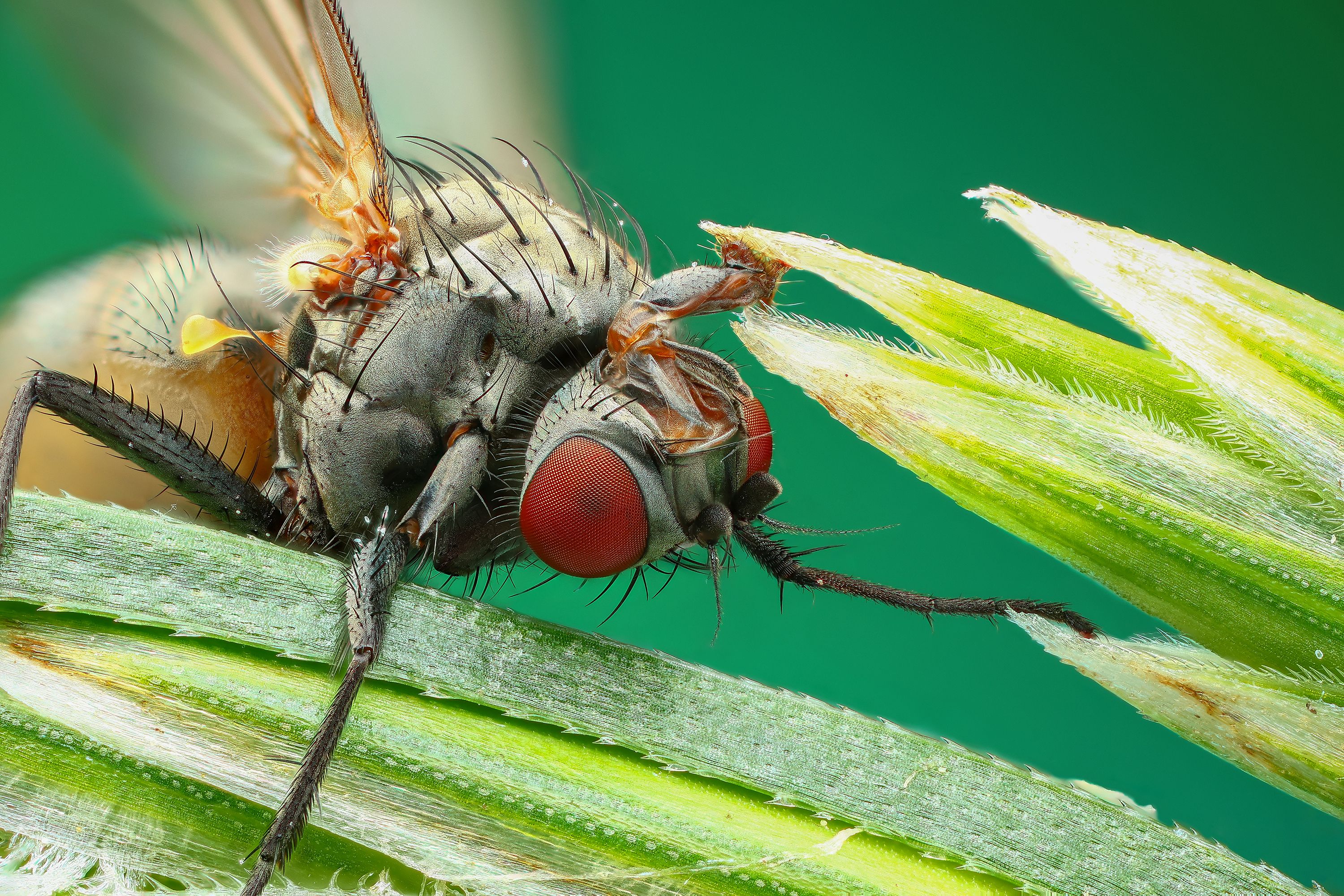 Энтомофора мушиная