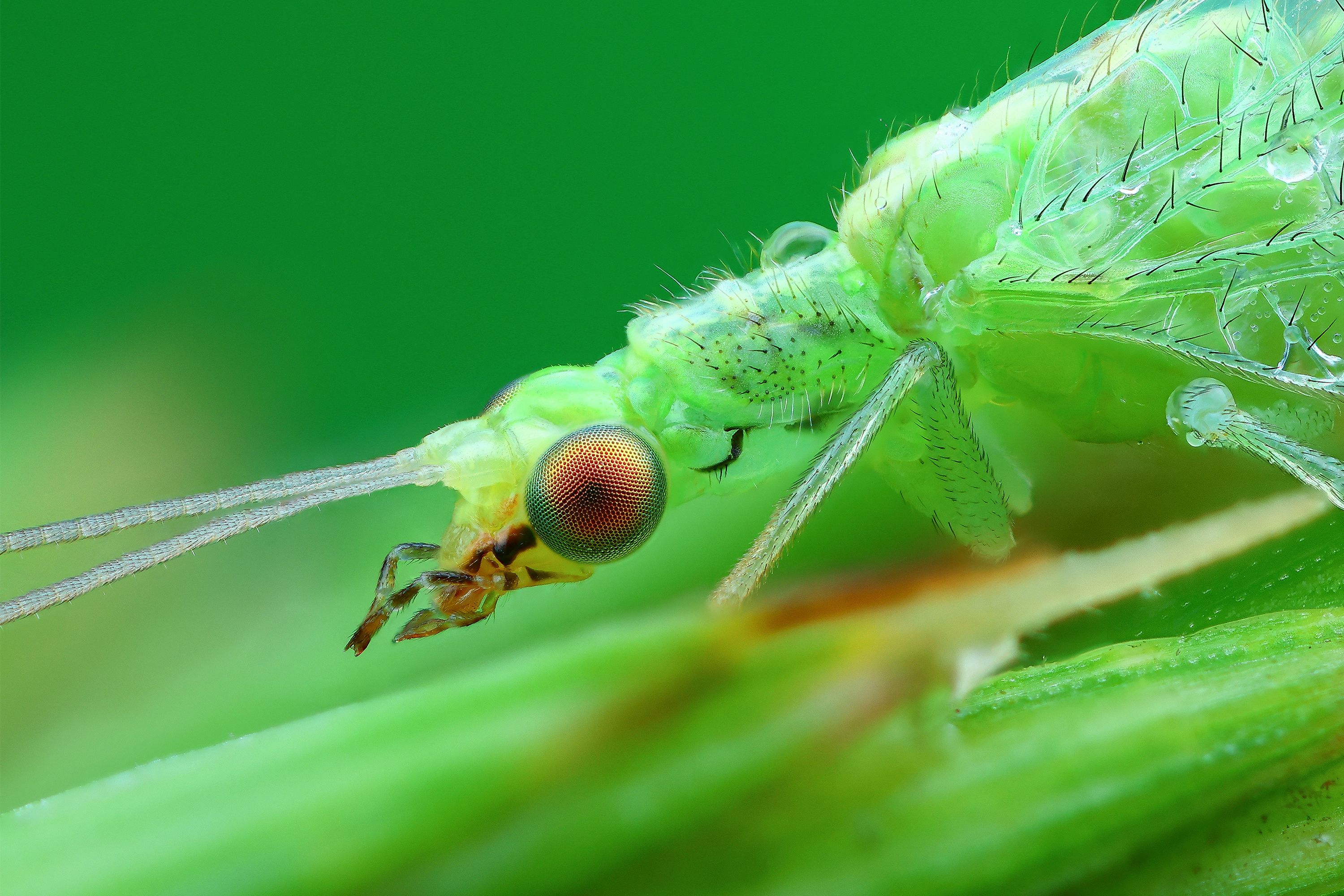 Златоглазка